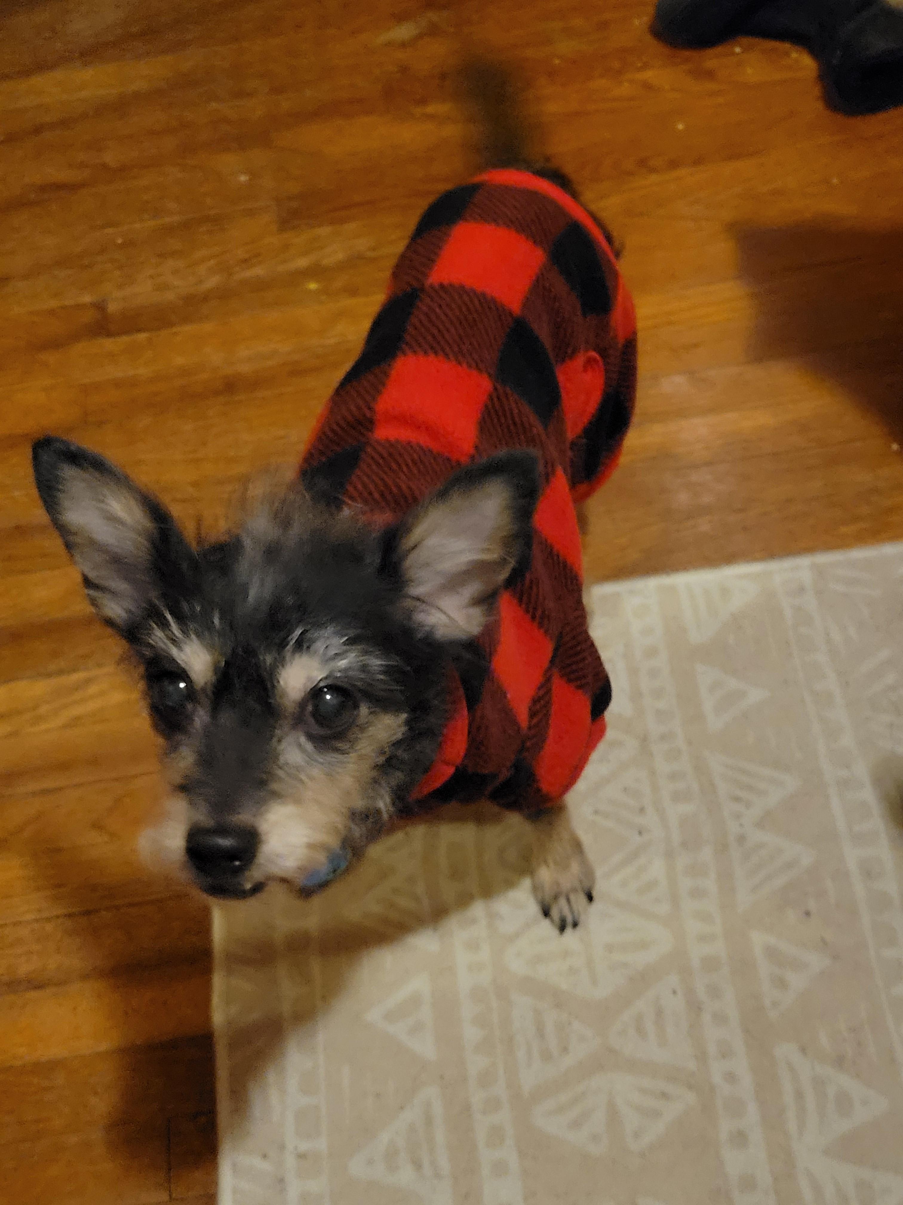 Enlarge Willa, a ADOPTABLE Yorkshire Terrier in Oregon, IL image 2/2