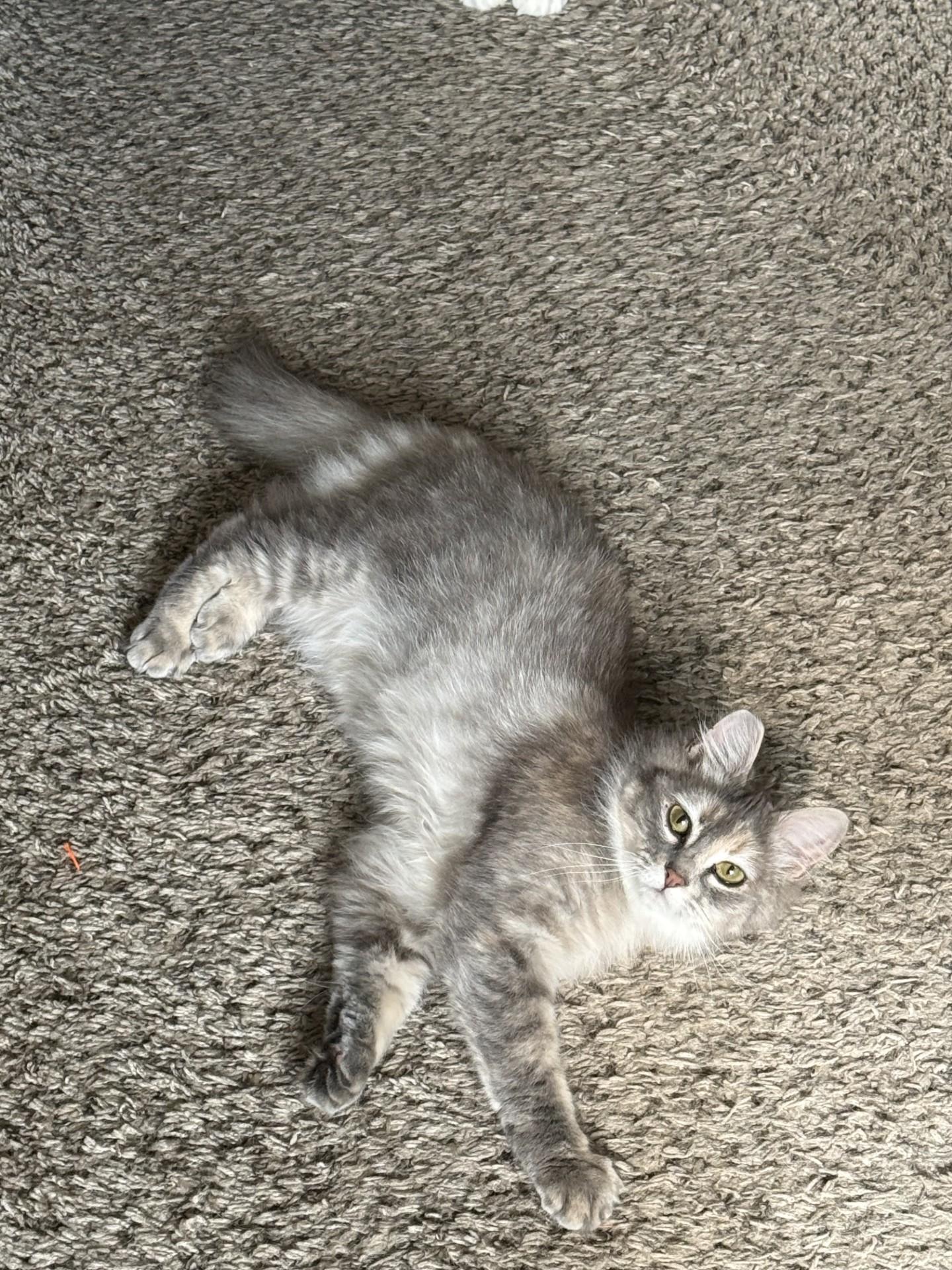 Enlarge Bellatrix, a ADOPTABLE Domestic Medium Hair in Silverton, OR image 2/4
