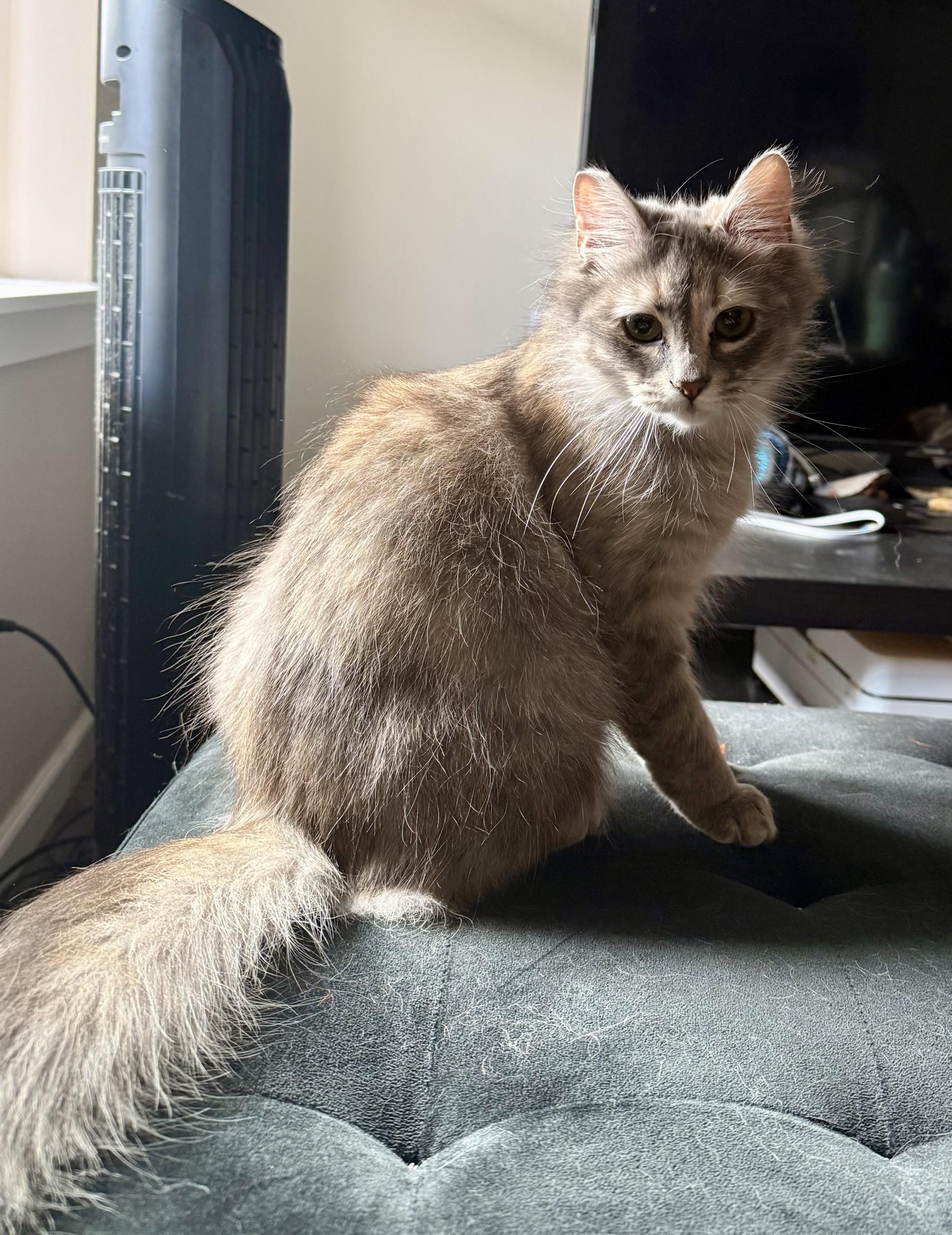 Enlarge Bellatrix, a ADOPTABLE Domestic Medium Hair in Silverton, OR image 1/4