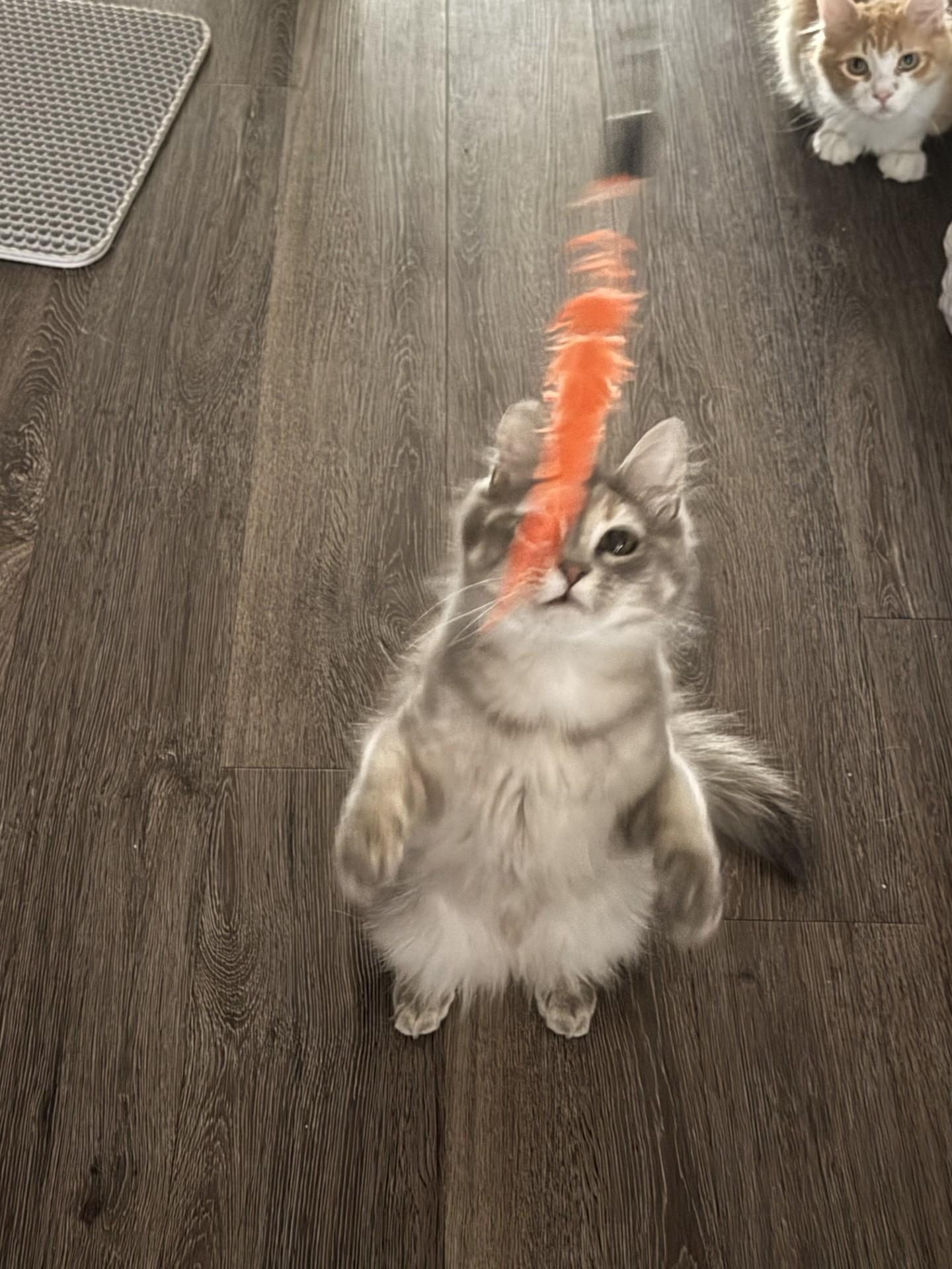 Enlarge Bellatrix, a ADOPTABLE Domestic Medium Hair in Silverton, OR image 3/4