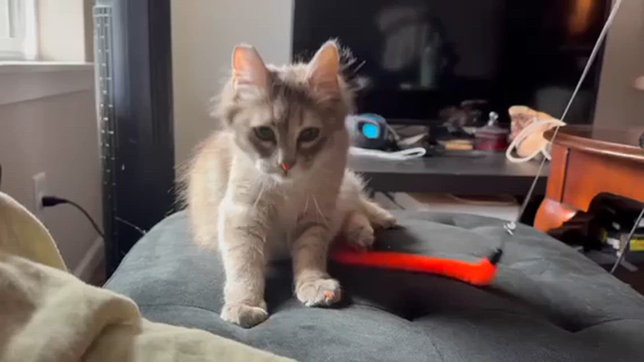 Enlarge Bellatrix, a ADOPTABLE Domestic Medium Hair in Silverton, OR video 4/4