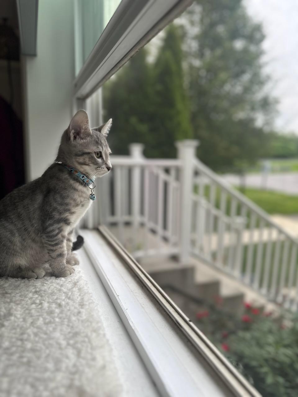 Orlando, Adoptable, Young Male Domestic Short Hair & Tabby.