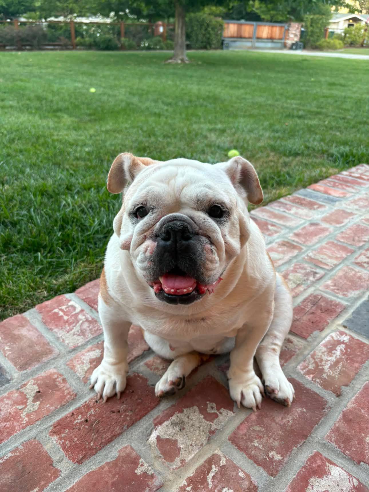 Enlarge Winnie, a ADOPTABLE English Bulldog in Westminster, CA image 2/6