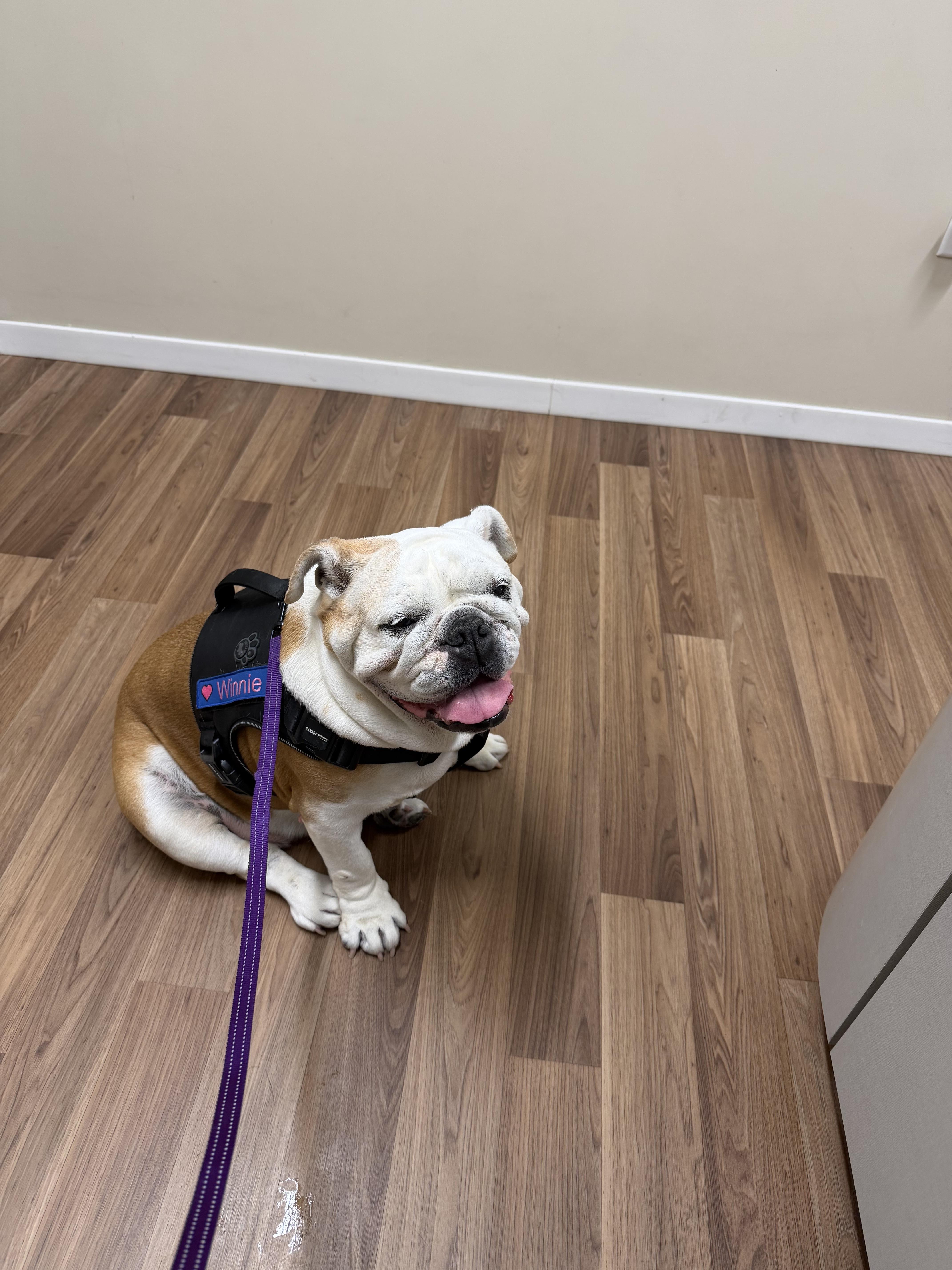 Enlarge Winnie, a ADOPTABLE English Bulldog in Westminster, CA image 3/6