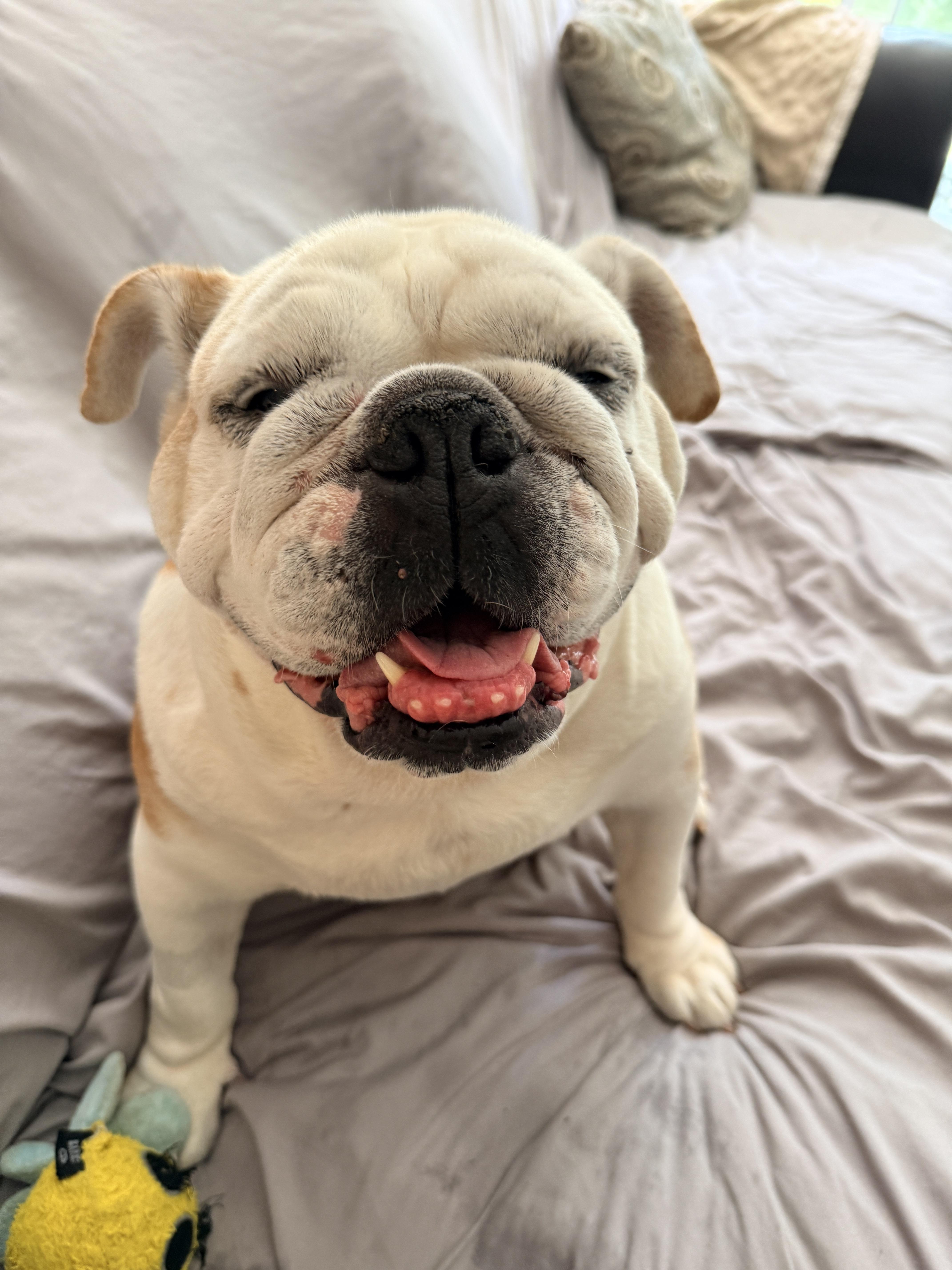 Winnie, ADOPTABLE, Adult Female English Bulldog.