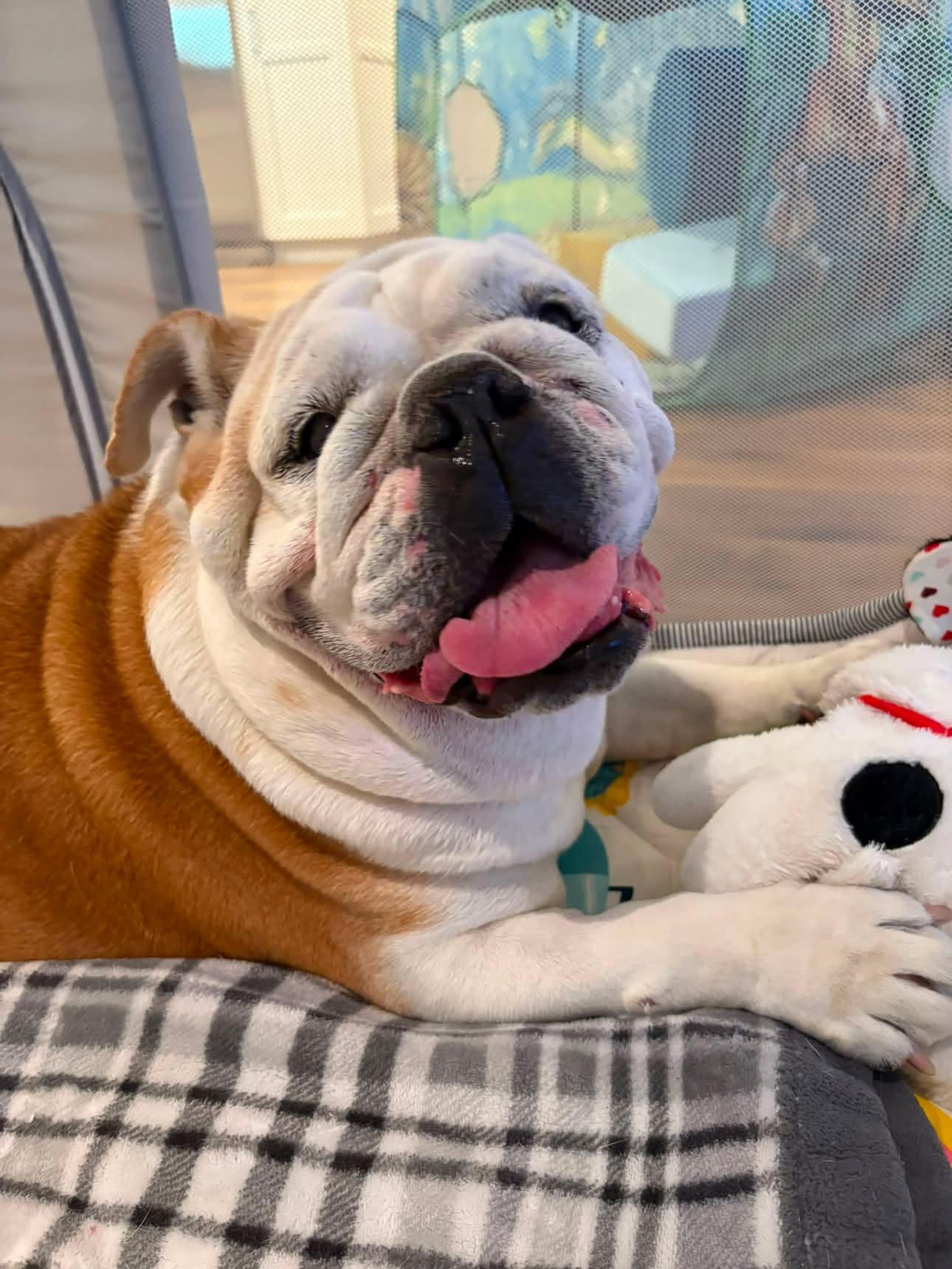 Winnie, ADOPTABLE, Adult Female English Bulldog.