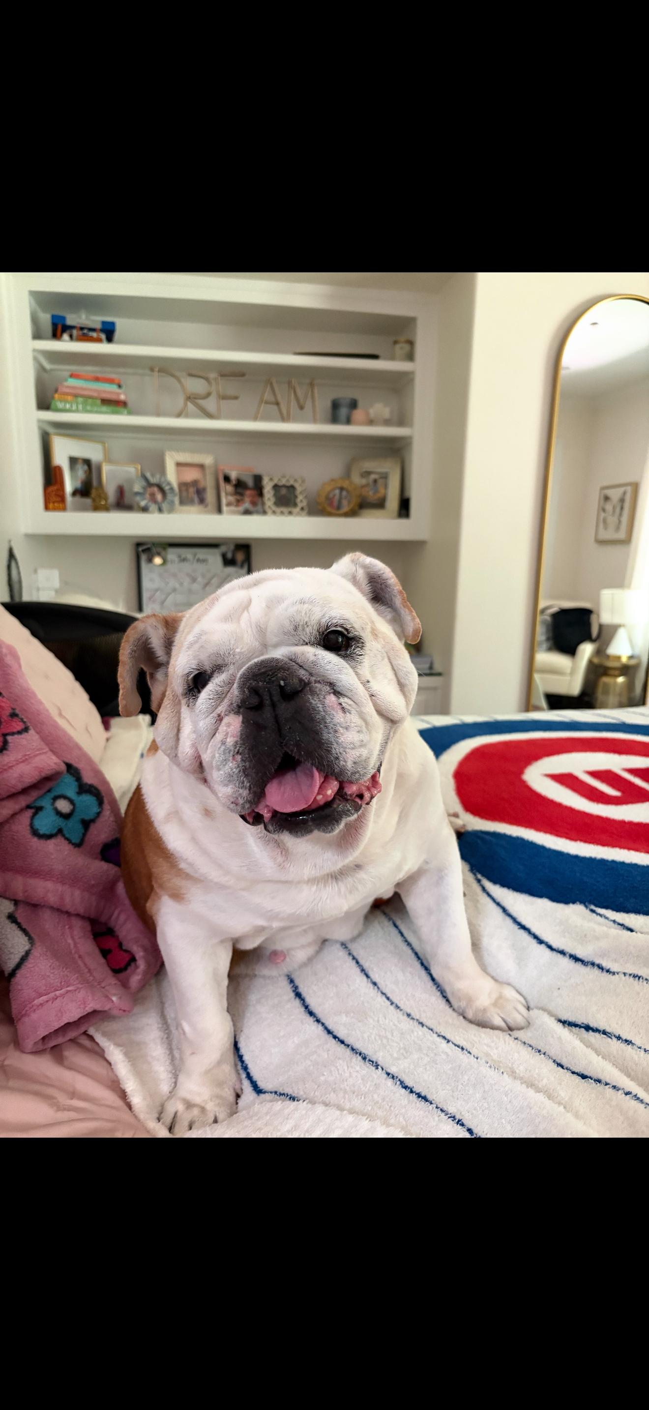 Enlarge Winnie, a ADOPTABLE English Bulldog in Westminster, CA image 2/6