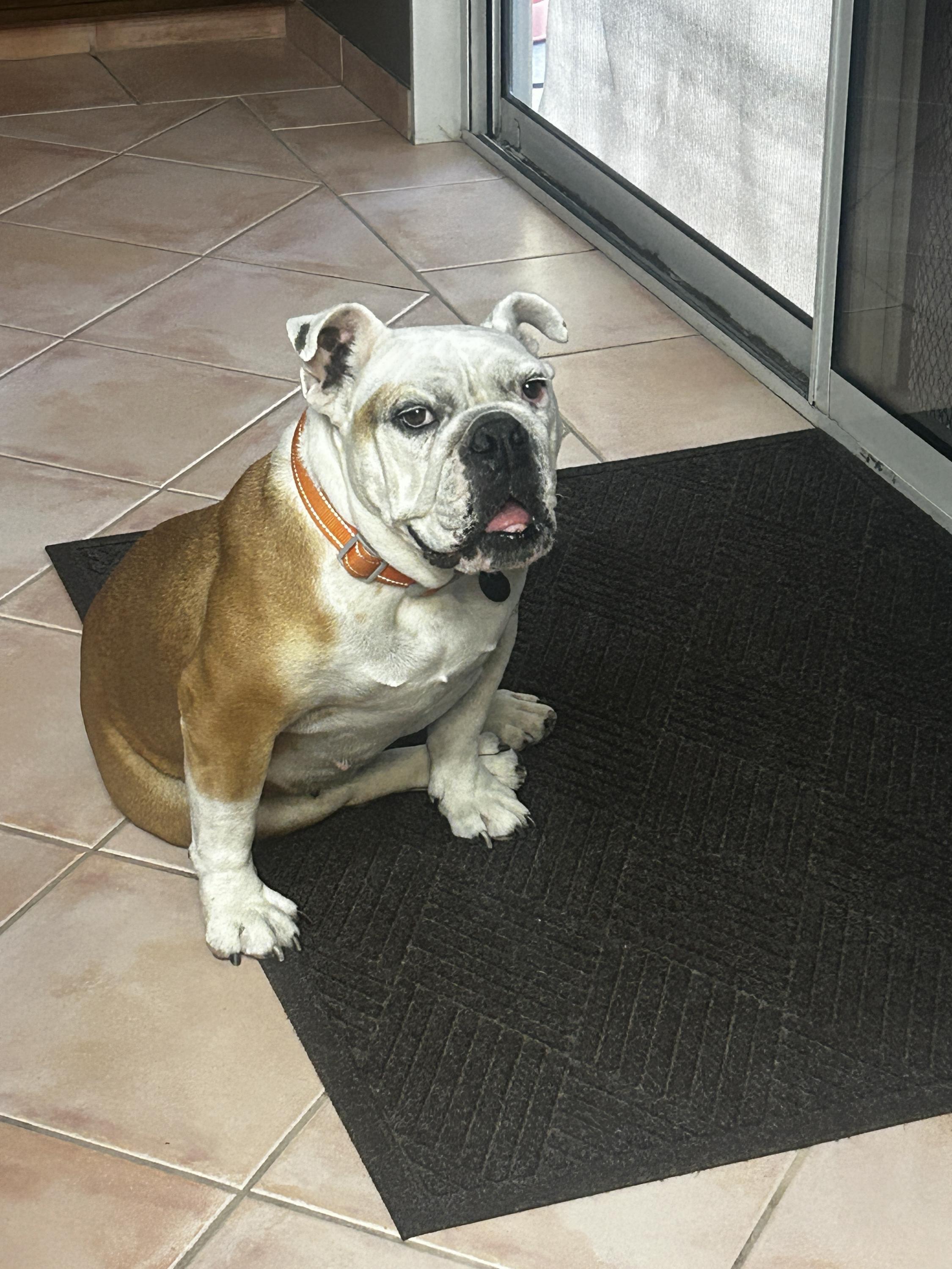 Enlarge Winnie, a ADOPTABLE English Bulldog in Westminster, CA image 6/6