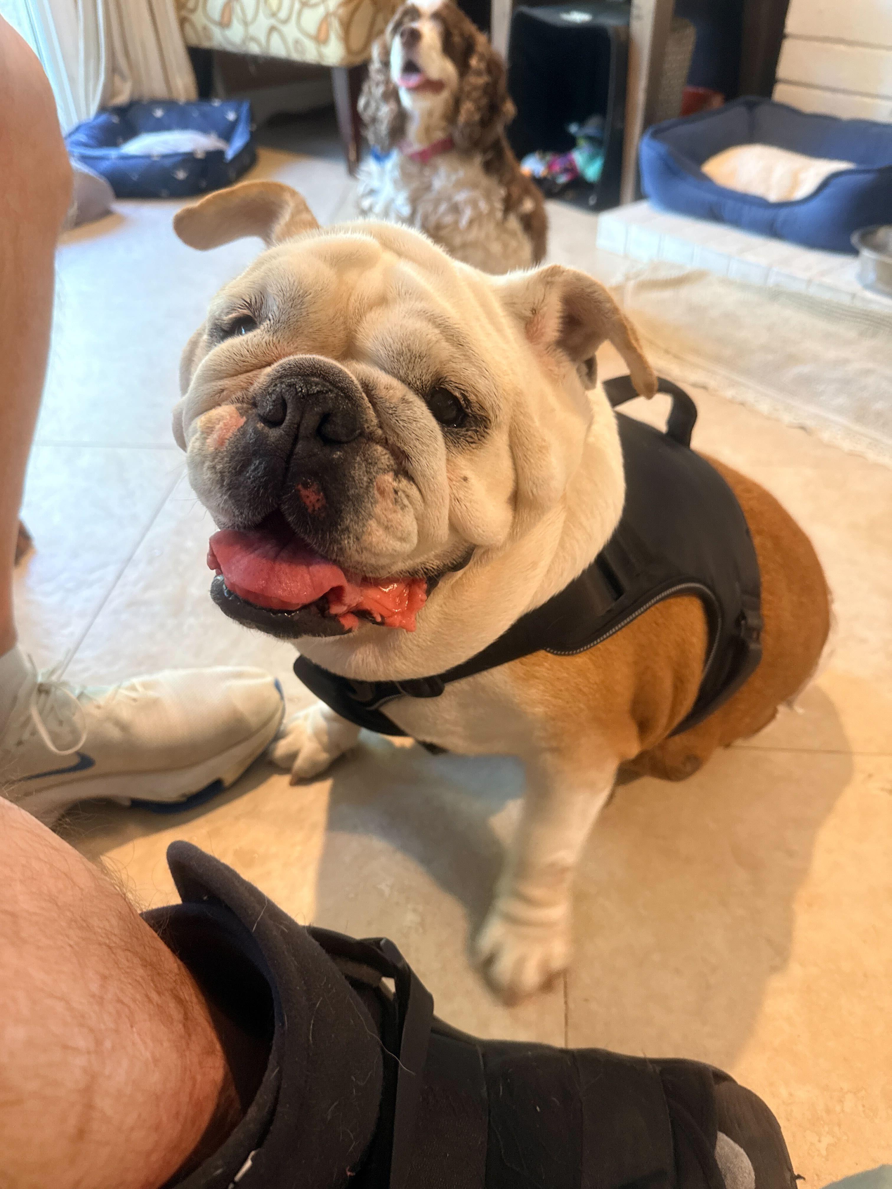 Winnie, a ADOPTABLE English Bulldog in Westminster, CA image 3/6