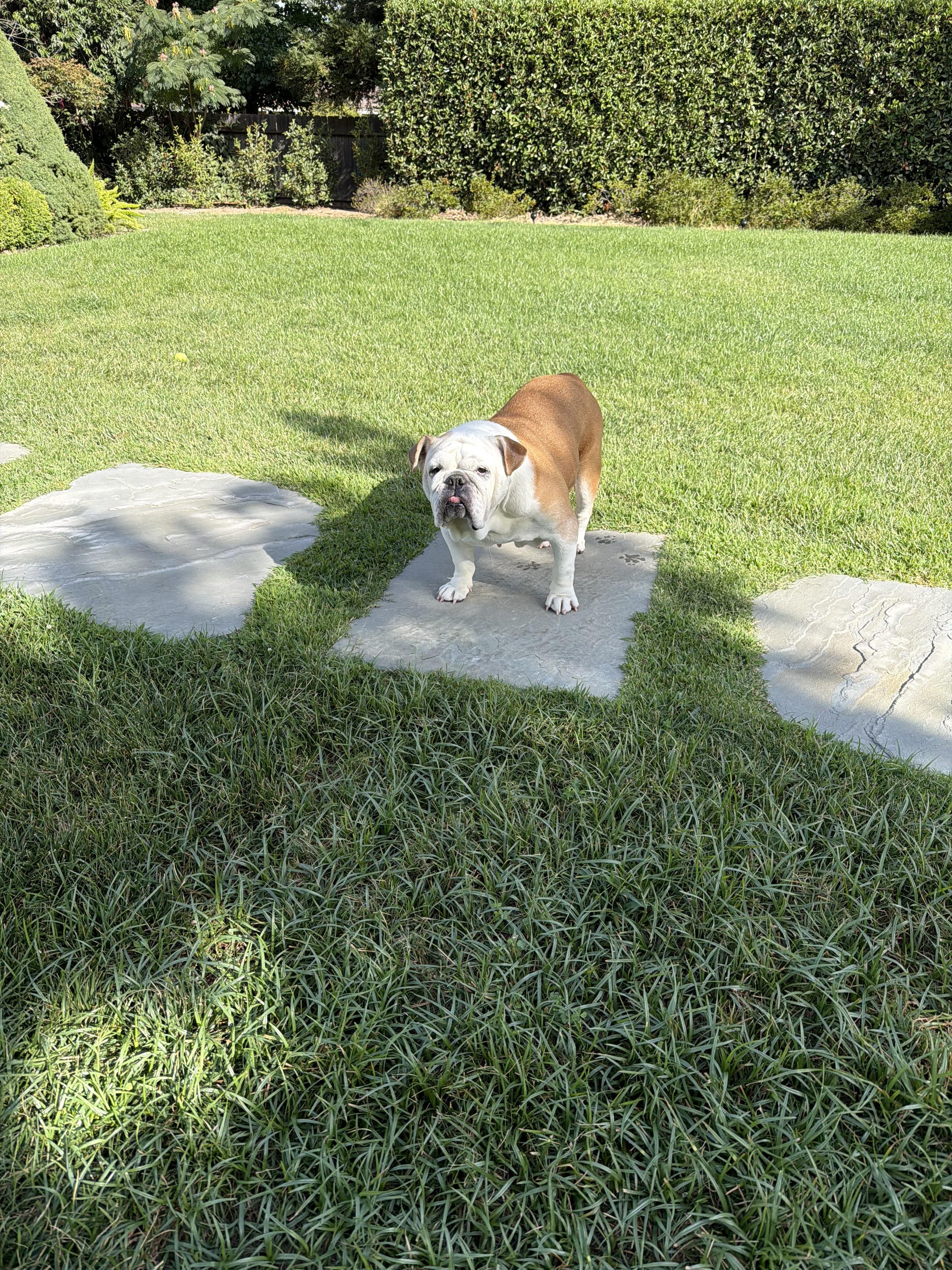 Winnie, ADOPTABLE, Adult Female English Bulldog.