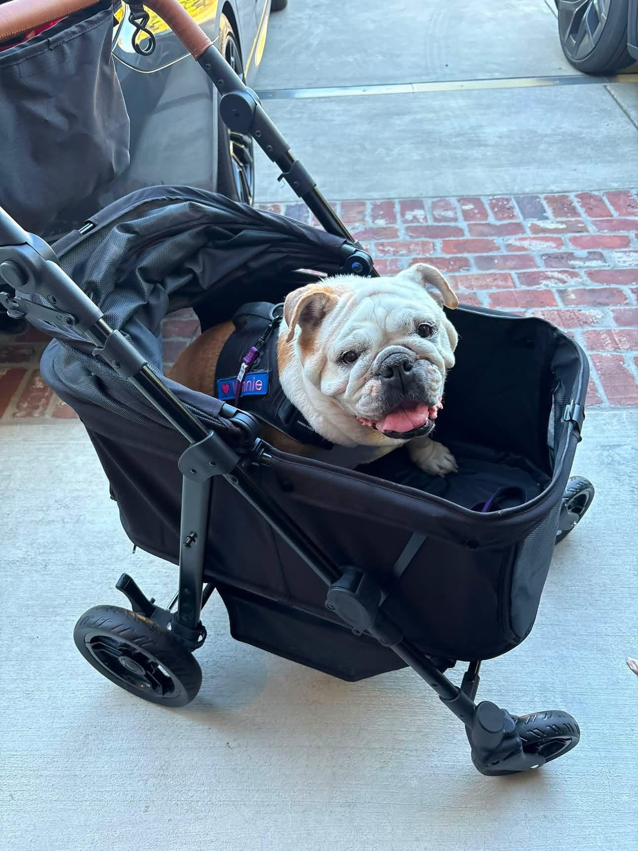 Enlarge Winnie, a ADOPTABLE English Bulldog in Westminster, CA image 6/6