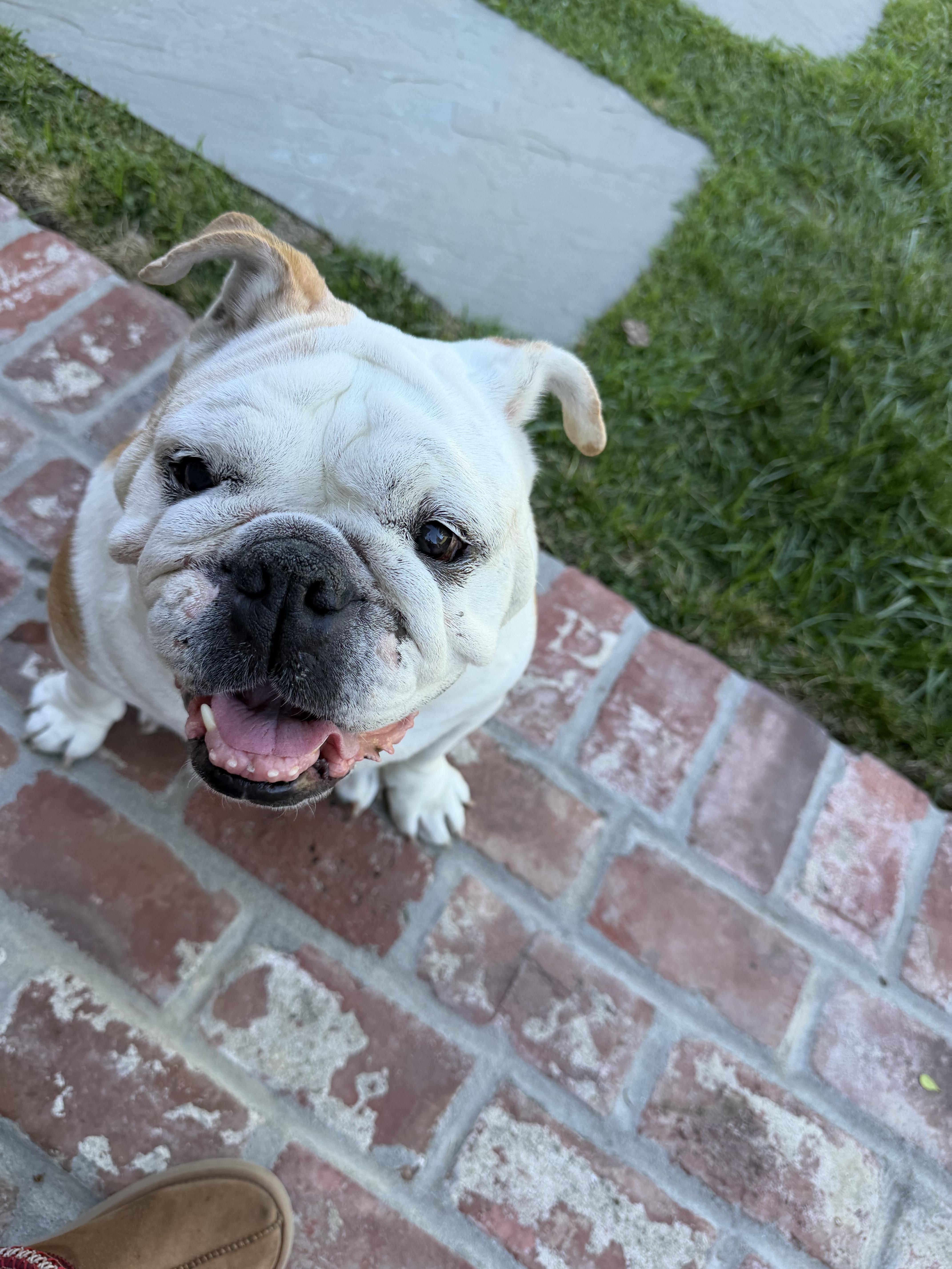 Enlarge Winnie, a ADOPTABLE English Bulldog in Westminster, CA image 4/6