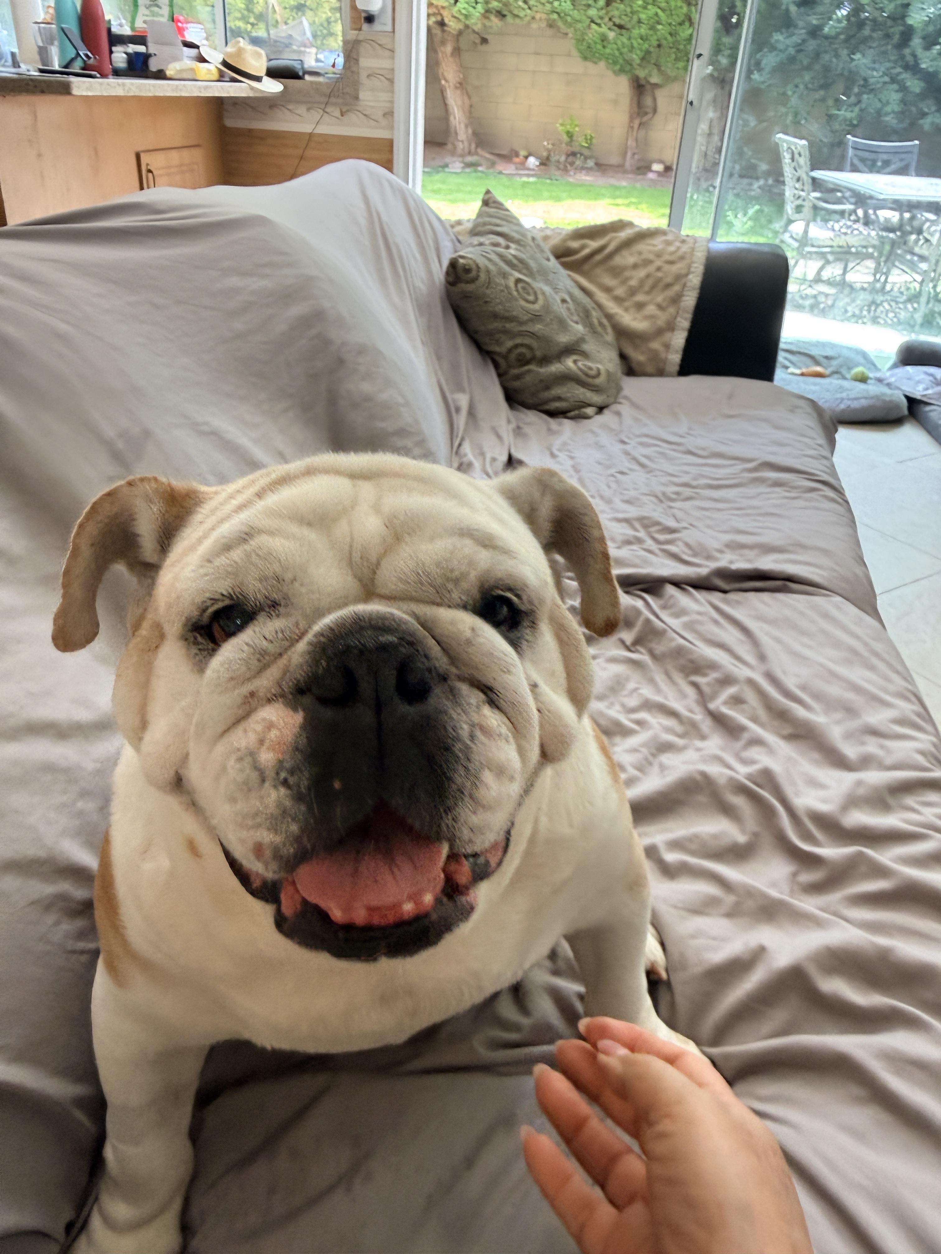 Winnie, a ADOPTABLE English Bulldog in Westminster, CA image 5/6