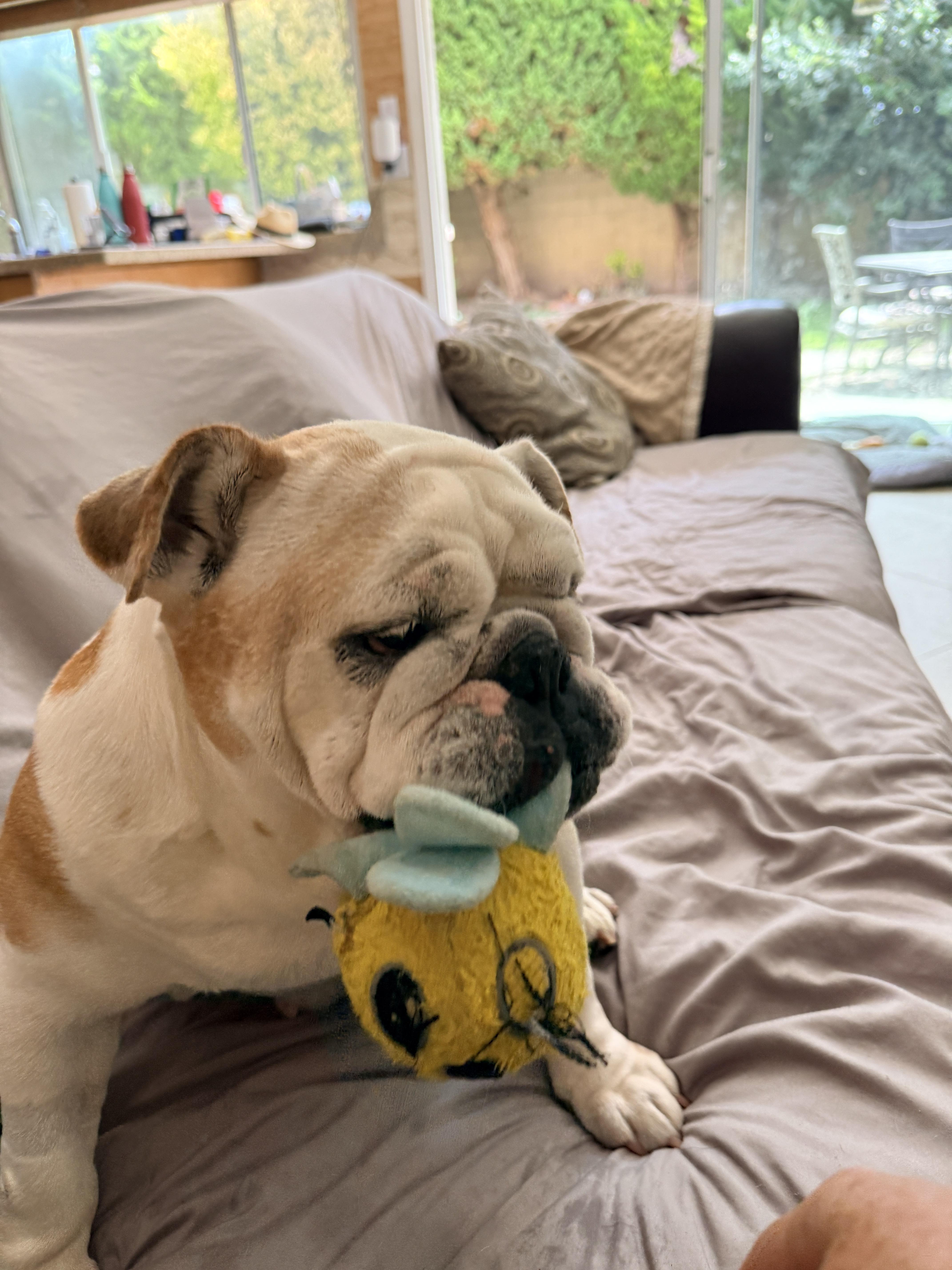 Winnie, a ADOPTABLE English Bulldog in Westminster, CA image 6/6