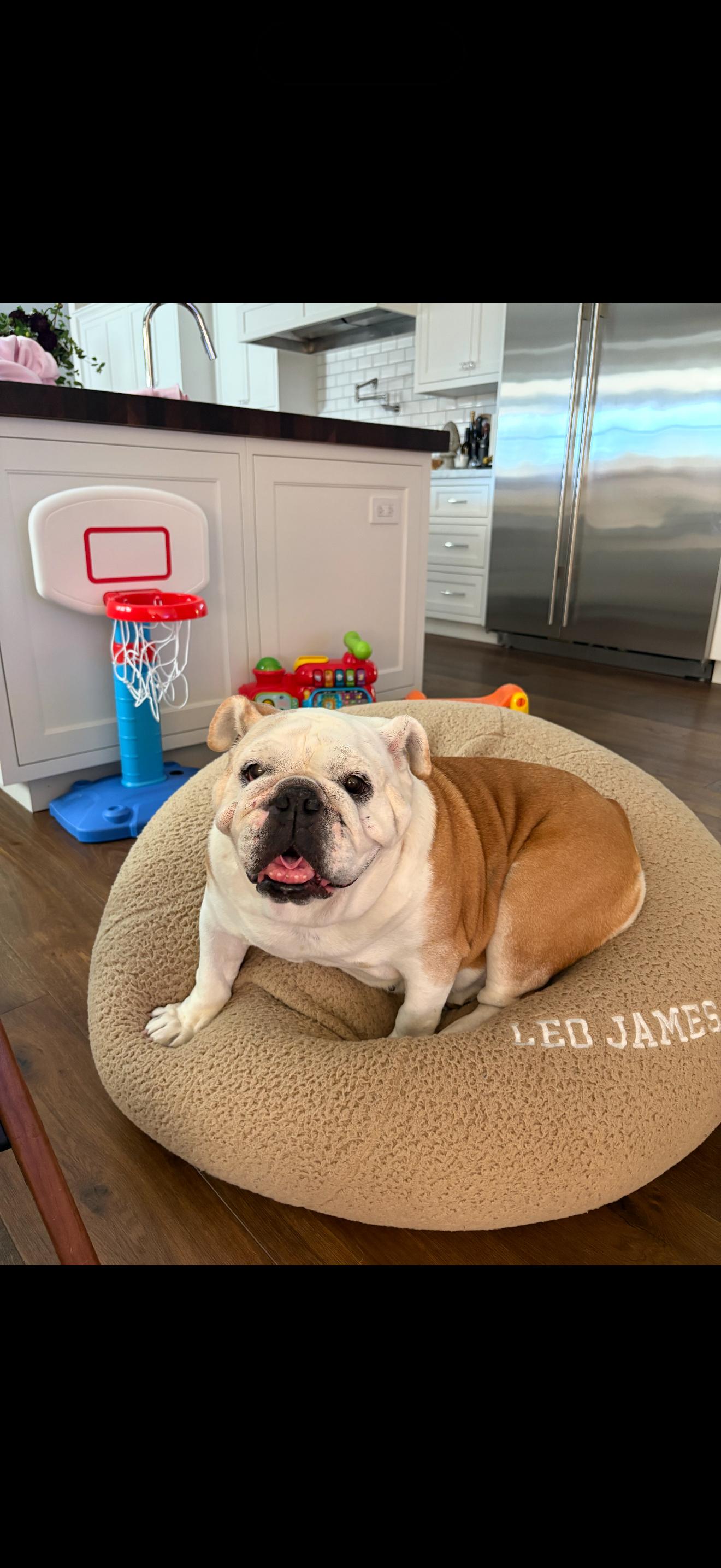Enlarge Winnie, a ADOPTABLE English Bulldog in Westminster, CA image 5/6