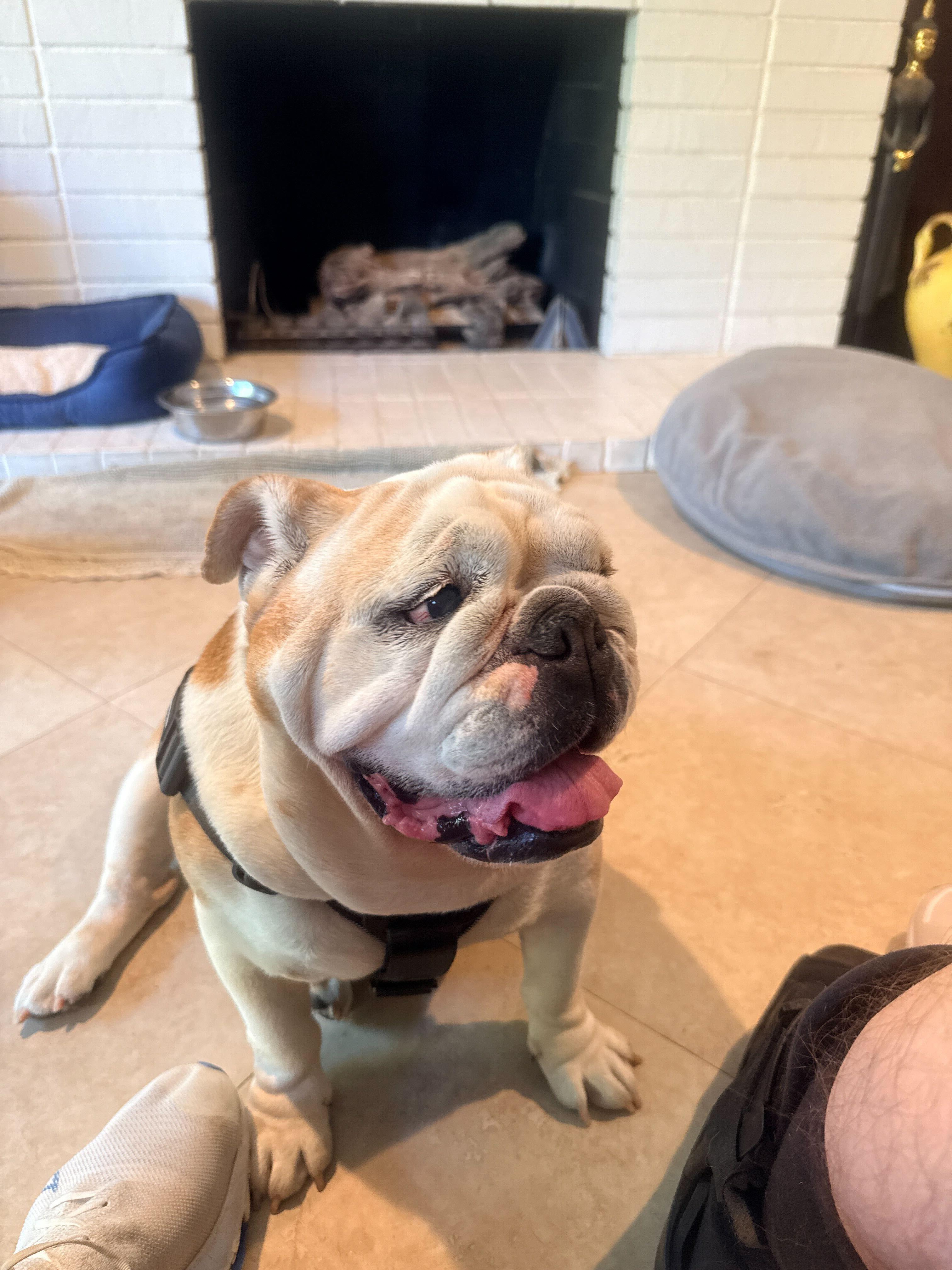 Winnie, a ADOPTABLE English Bulldog in Westminster, CA image 2/6