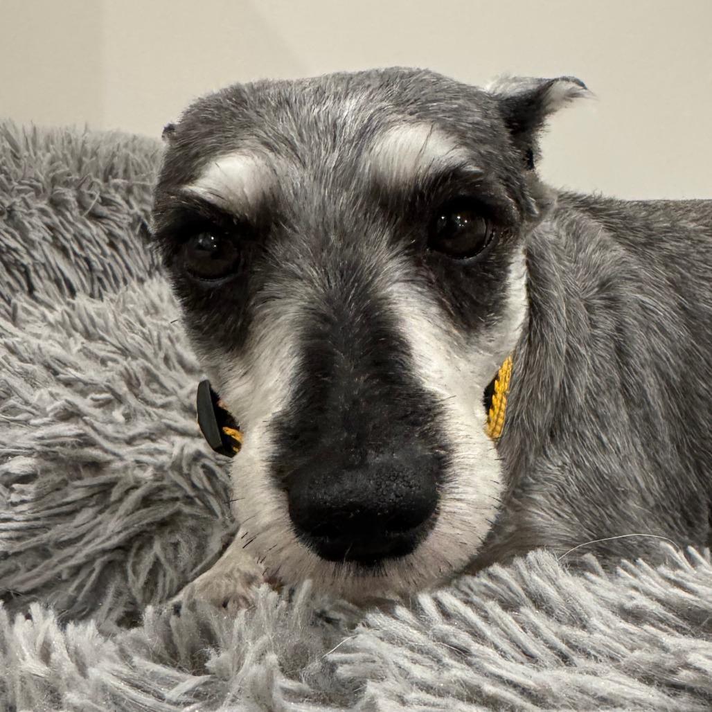 Enlarge Trudy, a Adoptable Schnauzer in Cincinnati, OH image 1/6