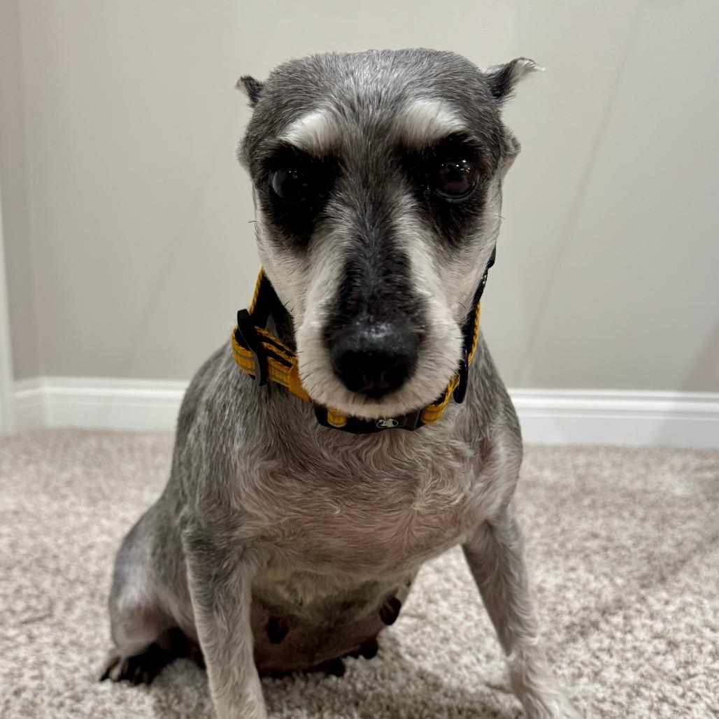 Enlarge Trudy, a Adoptable Schnauzer in Cincinnati, OH image 2/6