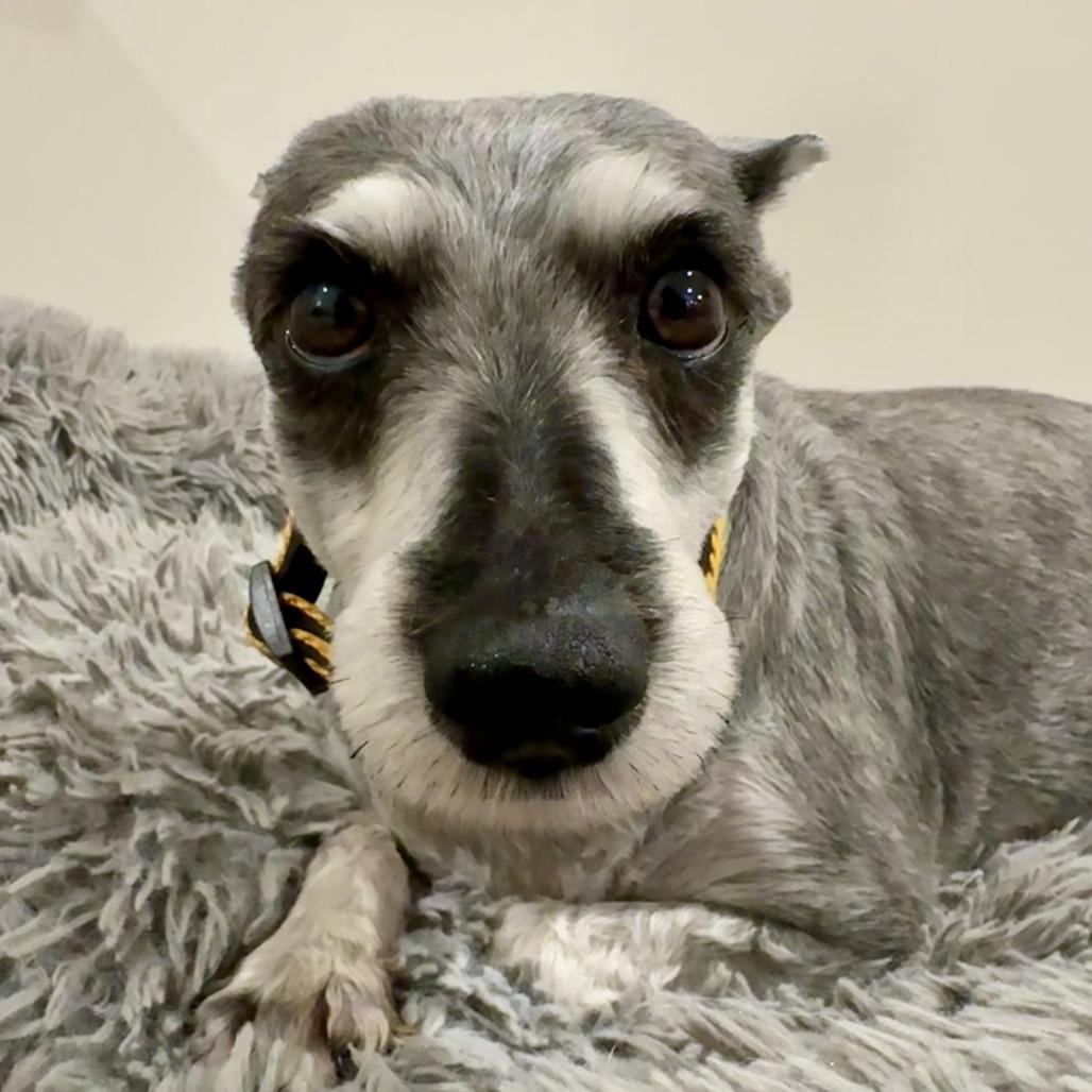 Enlarge Trudy, a Adoptable Schnauzer in Cincinnati, OH image 3/6