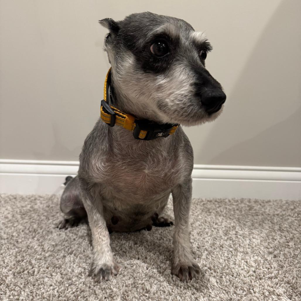 Enlarge Trudy, a Adoptable Schnauzer in Cincinnati, OH image 4/6