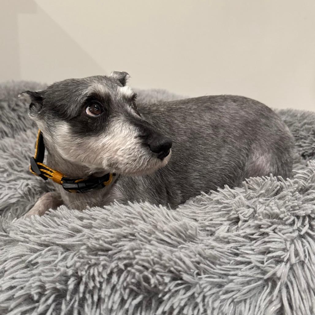 Enlarge Trudy, a Adoptable Schnauzer in Cincinnati, OH image 5/6