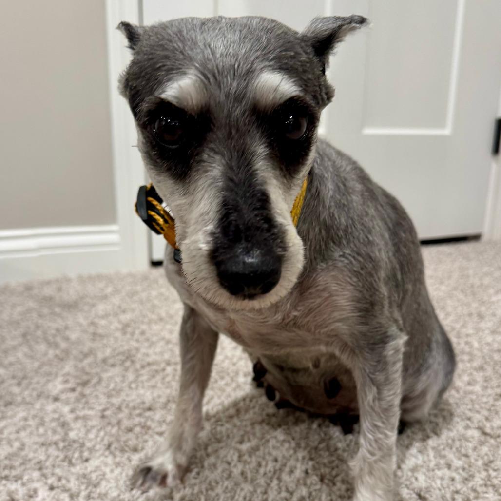 Enlarge Trudy, a Adoptable Schnauzer in Cincinnati, OH image 6/6