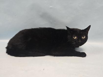 Hocus, Adoptable, Senior Female Domestic Short Hair.