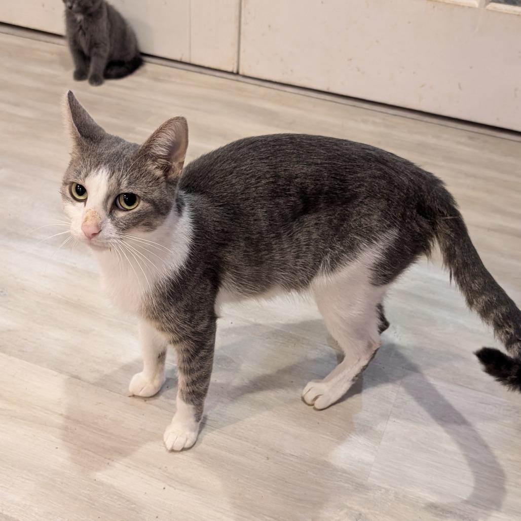 Honk, Adoptable, Young Female Domestic Short Hair.