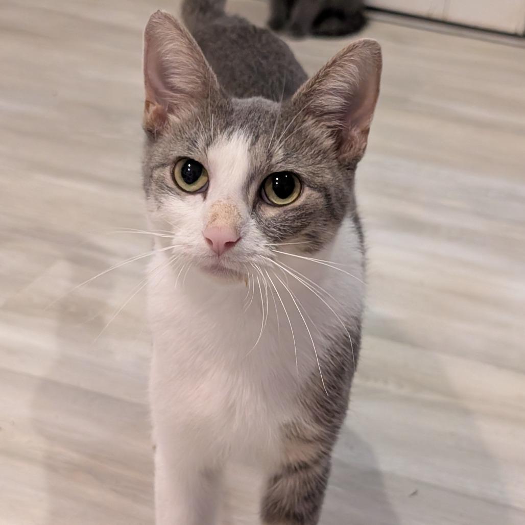 Enlarge Honk, a Adoptable Domestic Short Hair in Roselle, IL image 2/2