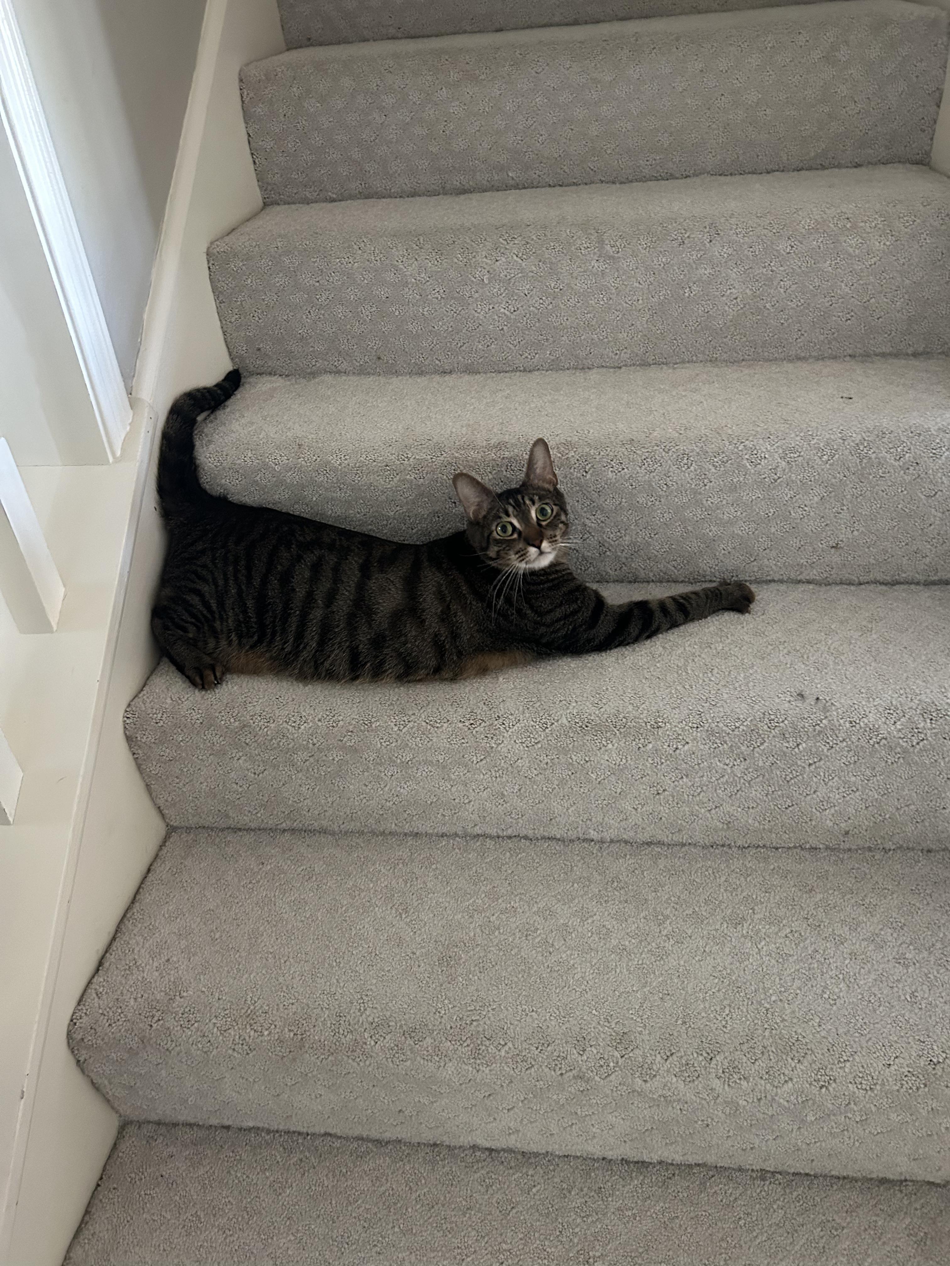 Dusty, Adoptable, Adult Male Domestic Short Hair.