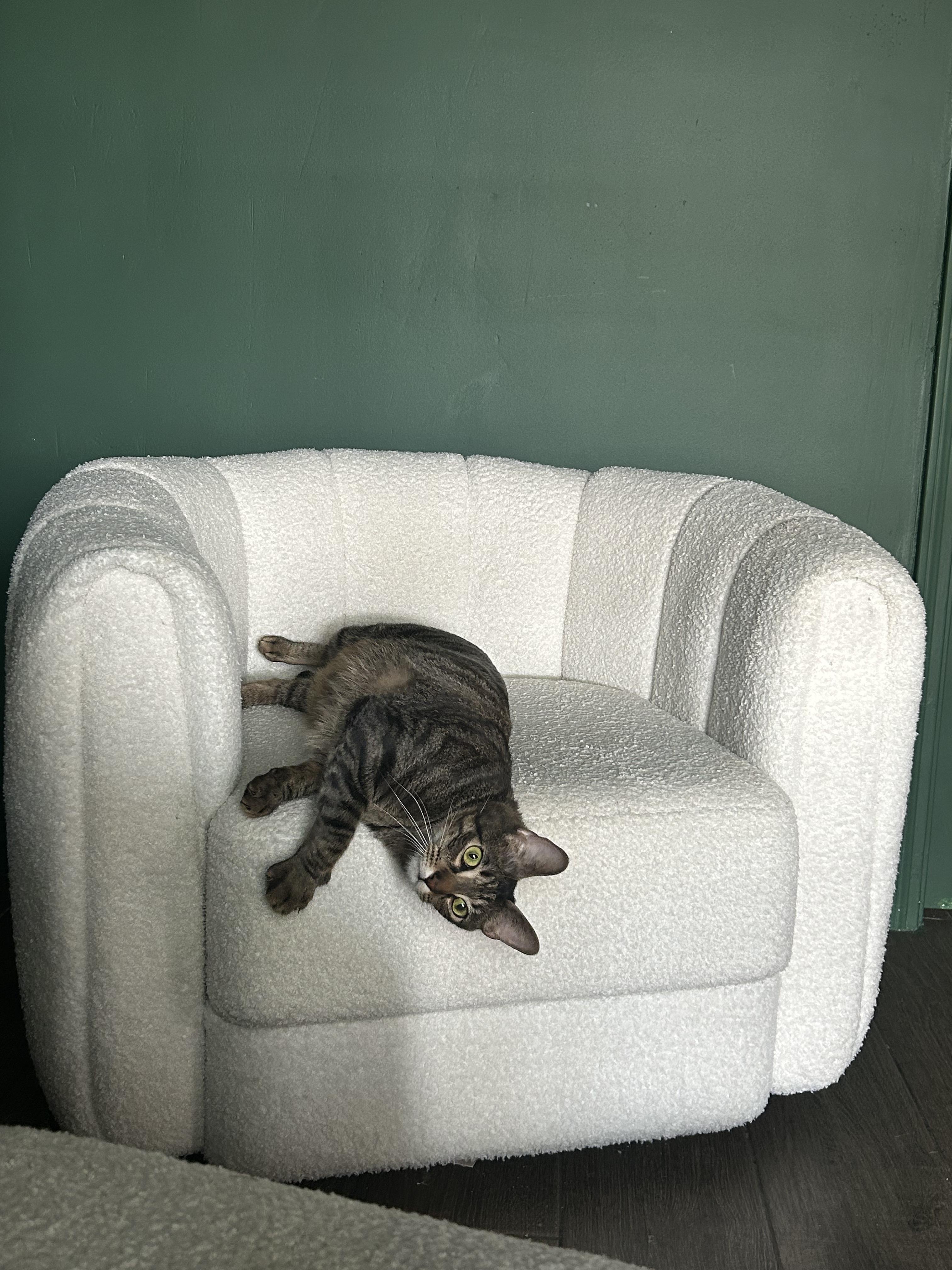 Enlarge Dusty, a Adoptable Domestic Short Hair in Webster, TX image 3/6