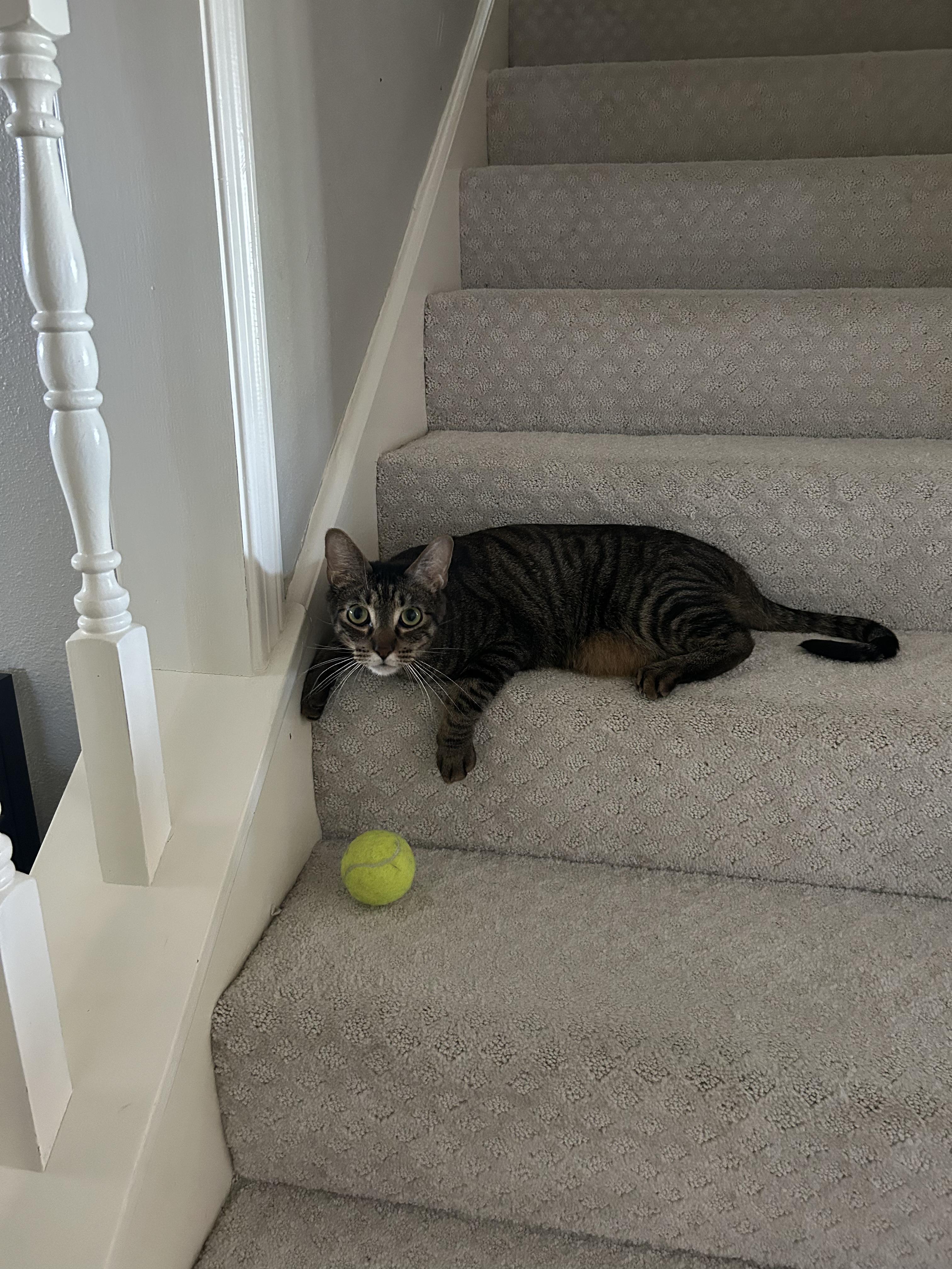 Enlarge Dusty, a Adoptable Domestic Short Hair in Webster, TX image 4/6