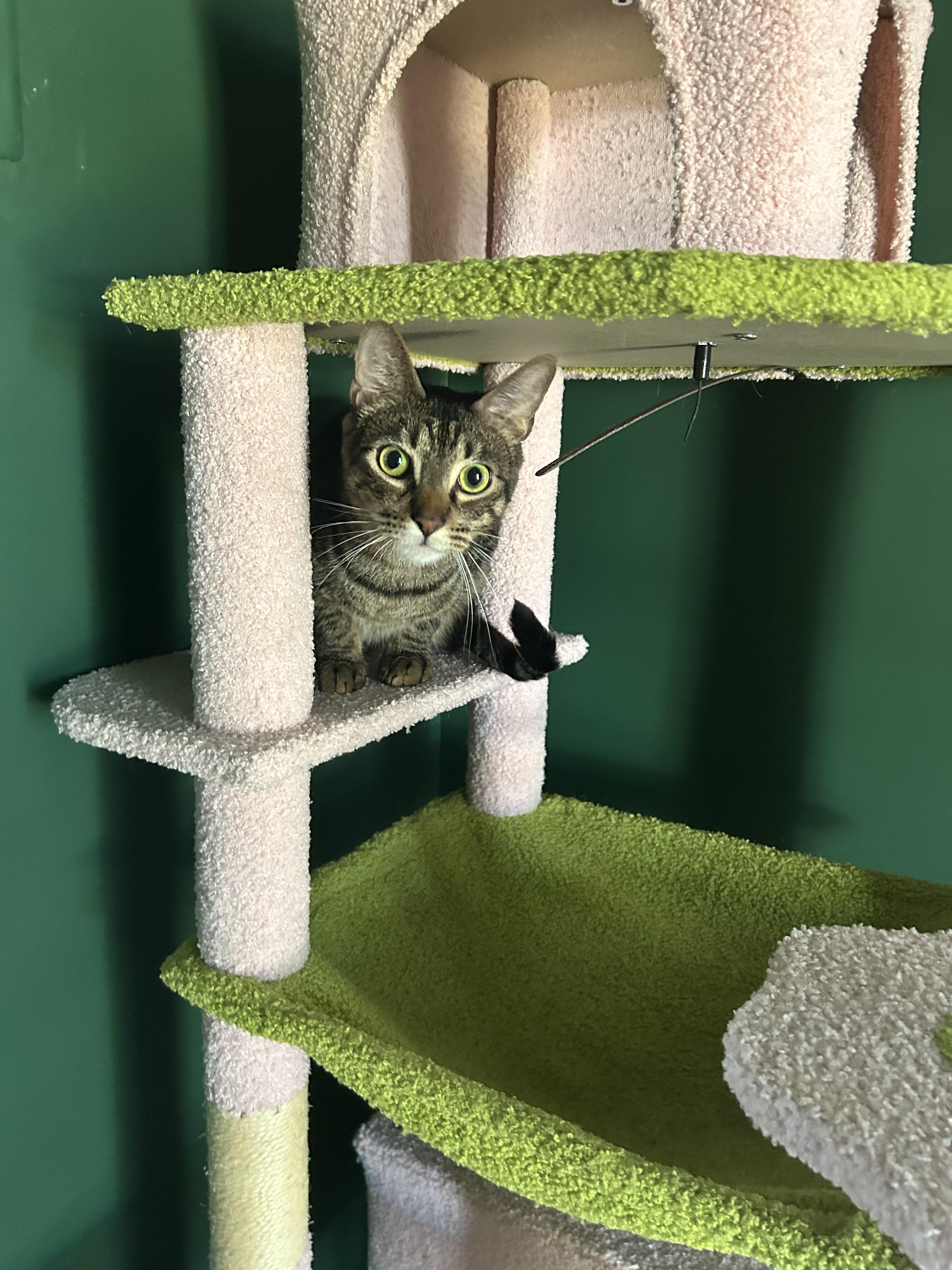 Enlarge Dusty, a Adoptable Domestic Short Hair in Webster, TX image 2/6