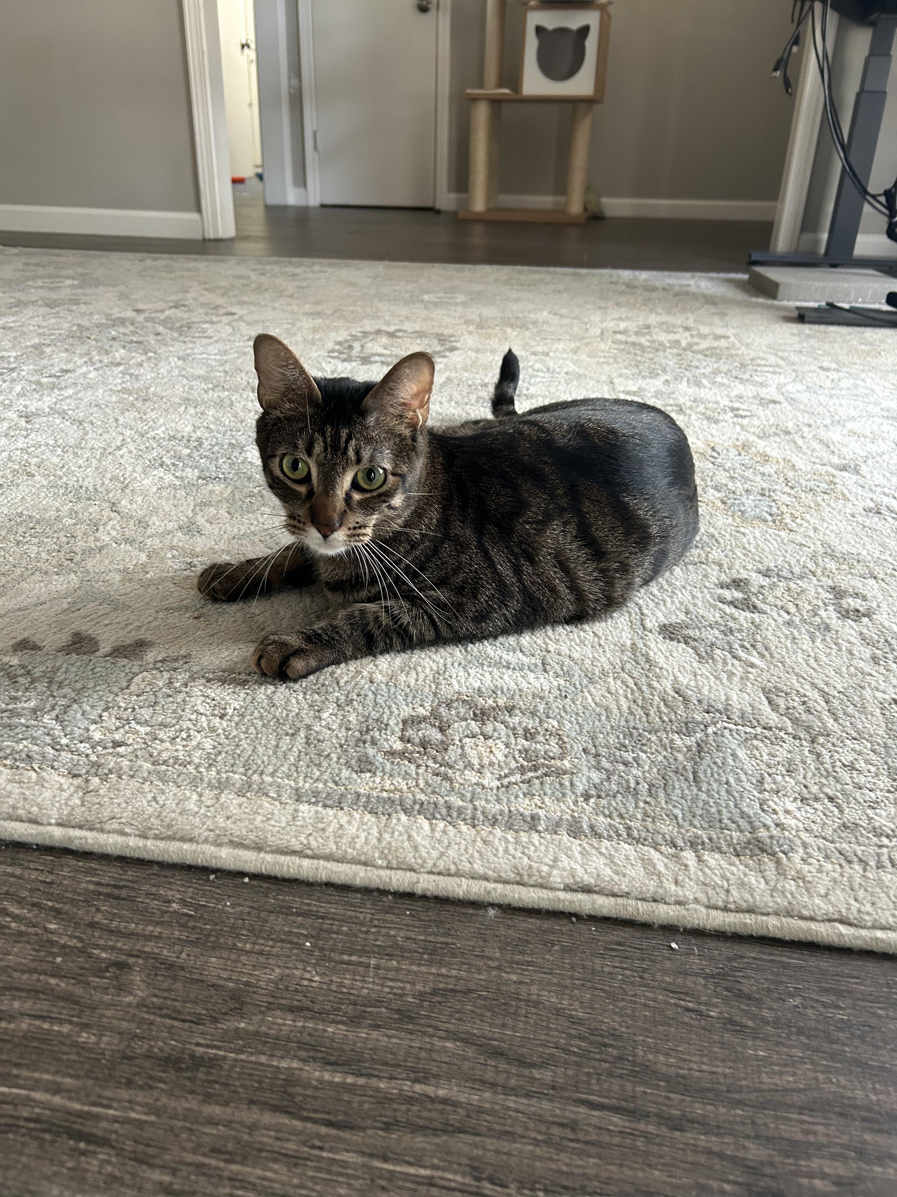 Enlarge Dusty, a Adoptable Domestic Short Hair in Webster, TX image 5/6