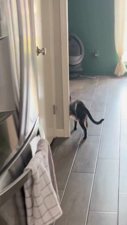 Enlarge Dusty, a Adoptable Domestic Short Hair in Webster, TX video 6/6