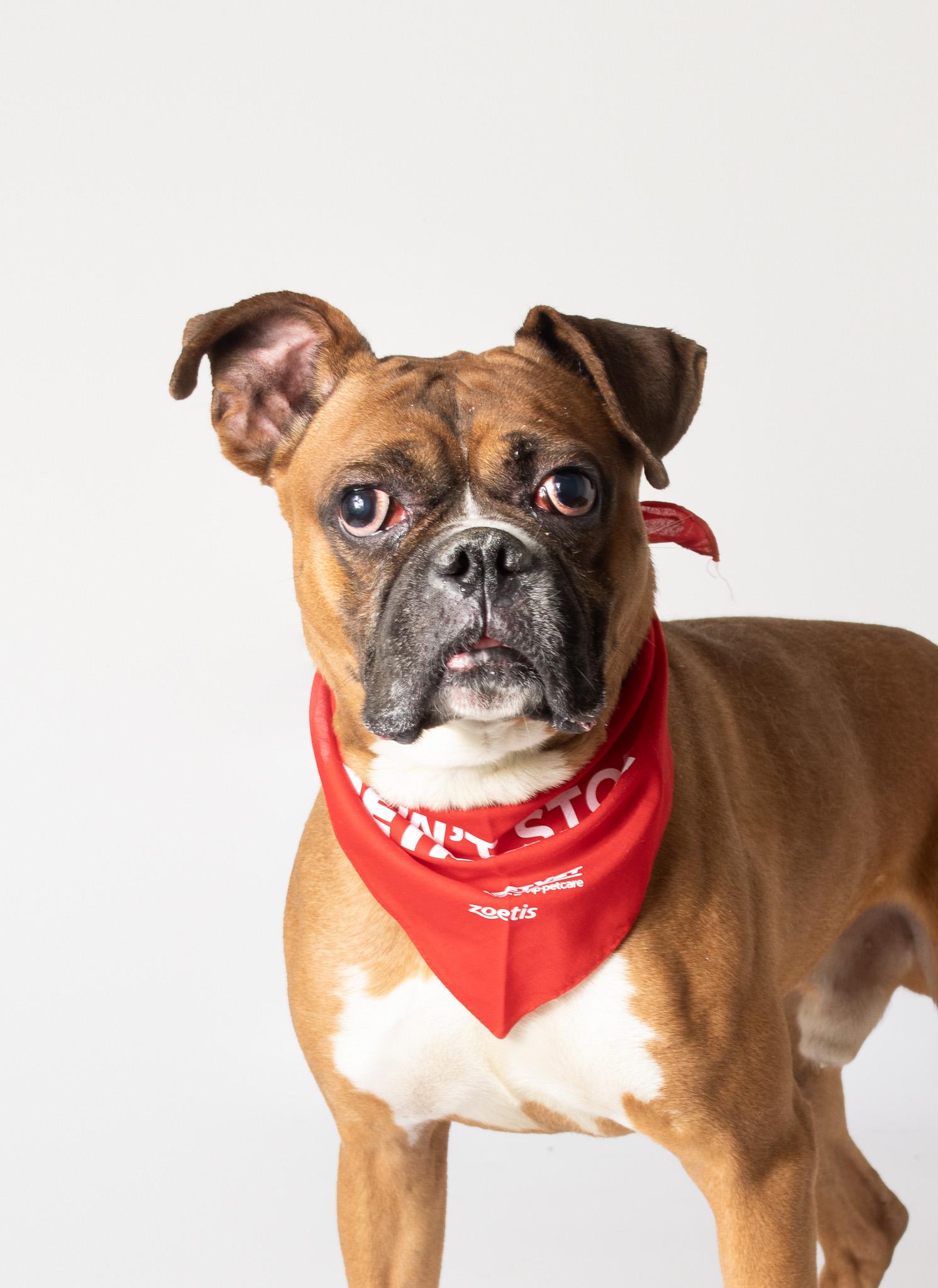 Hei Hei, adopted, Adult Male Boxer.