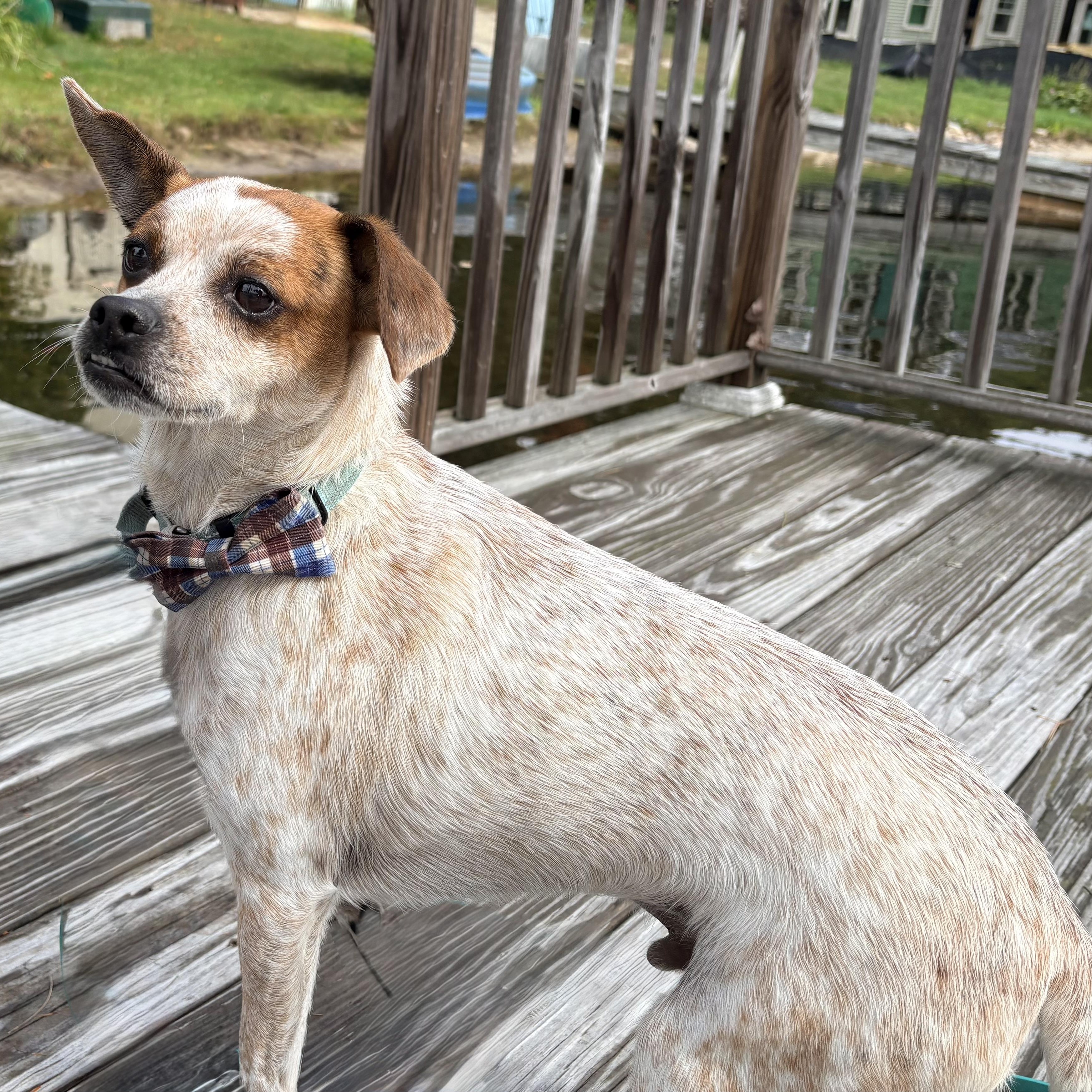 Enlarge Yuki, a Adoptable mixed breed in Weare, NH image 2/6