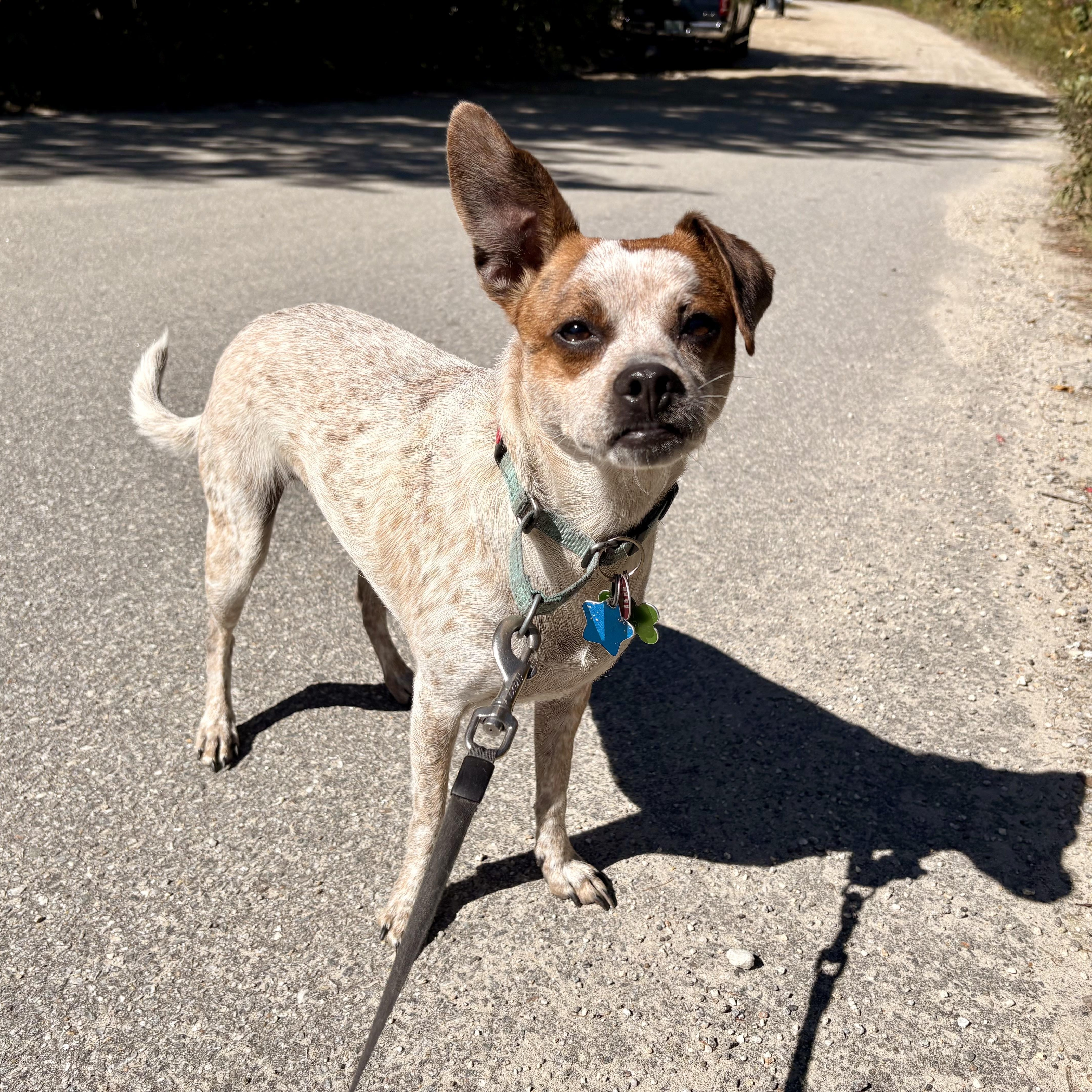 Enlarge Yuki, a Adoptable mixed breed in Weare, NH image 1/6