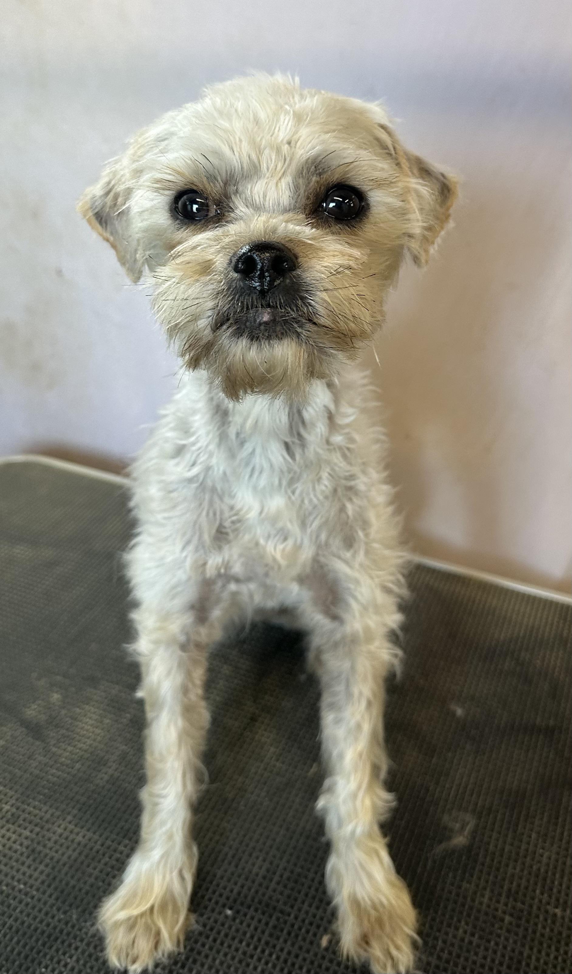 Enlarge Sommer, a ADOPTABLE mixed breed in Knightsen, CA image 3/6