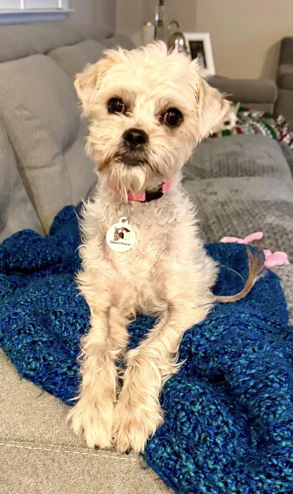 Enlarge Sommer, a ADOPTABLE mixed breed in Knightsen, CA image 1/6