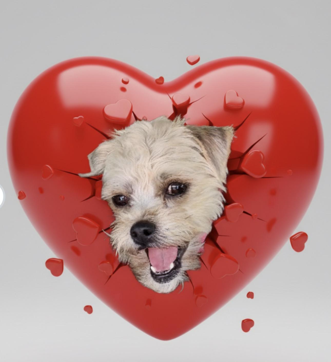 Enlarge Sommer, a ADOPTABLE mixed breed in Knightsen, CA image 2/6