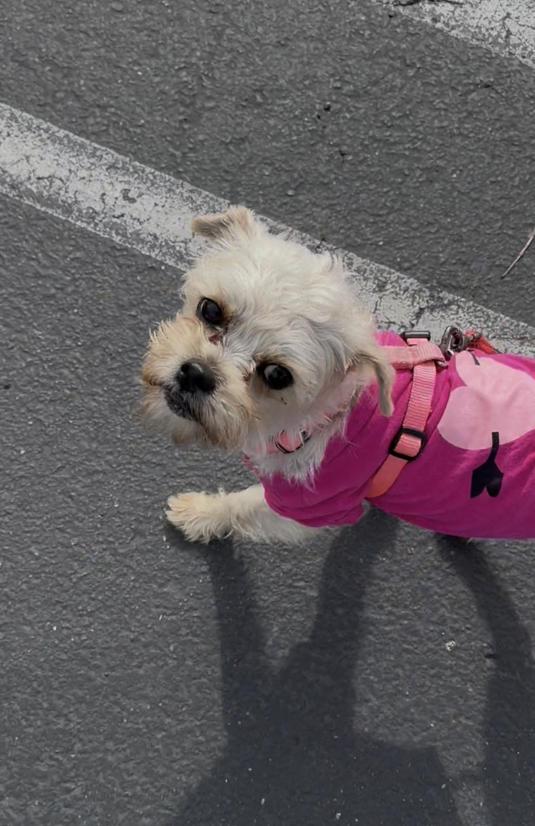 Enlarge Sommer, a ADOPTABLE mixed breed in Knightsen, CA image 6/6