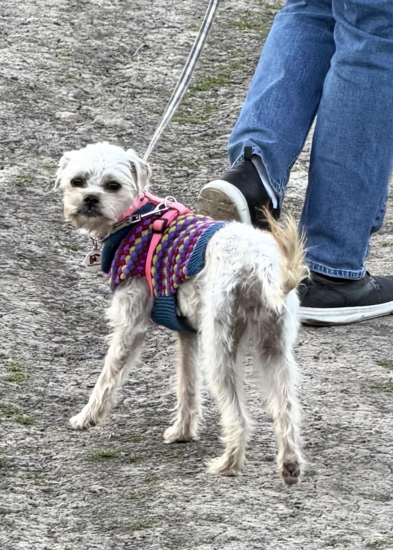 Enlarge Sommer, a ADOPTABLE mixed breed in Knightsen, CA image 5/6