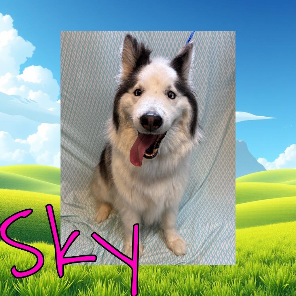Enlarge Sky, a Adoptable mixed breed in Royse City, TX image 1/1