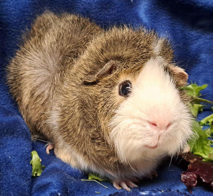 Enlarge Gumbo, a ADOPTABLE Abyssinian in Gary, IN image 3/4