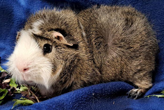 Enlarge Gumbo, a ADOPTABLE Abyssinian in Gary, IN image 4/4