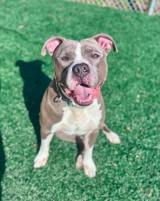 Blue, a ADOPTABLE mixed breed in East Providence, RI image 1/2