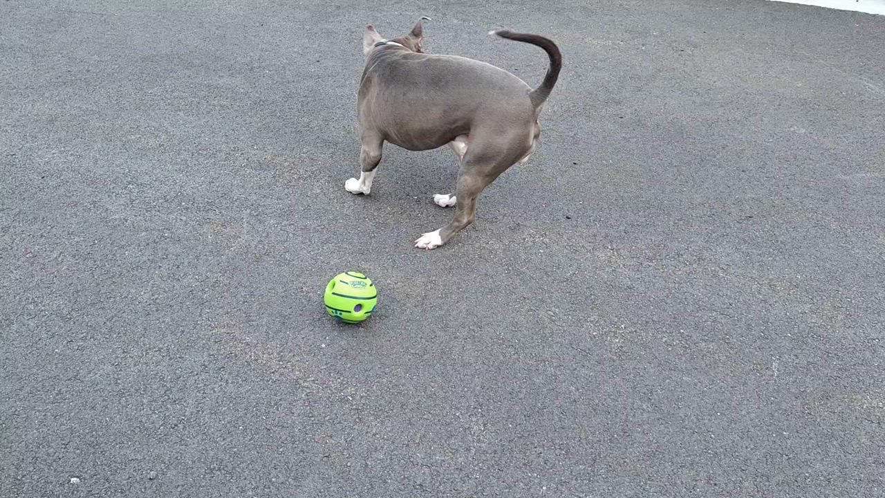 Enlarge Blue, a ADOPTABLE mixed breed in East Providence, RI video 2/2