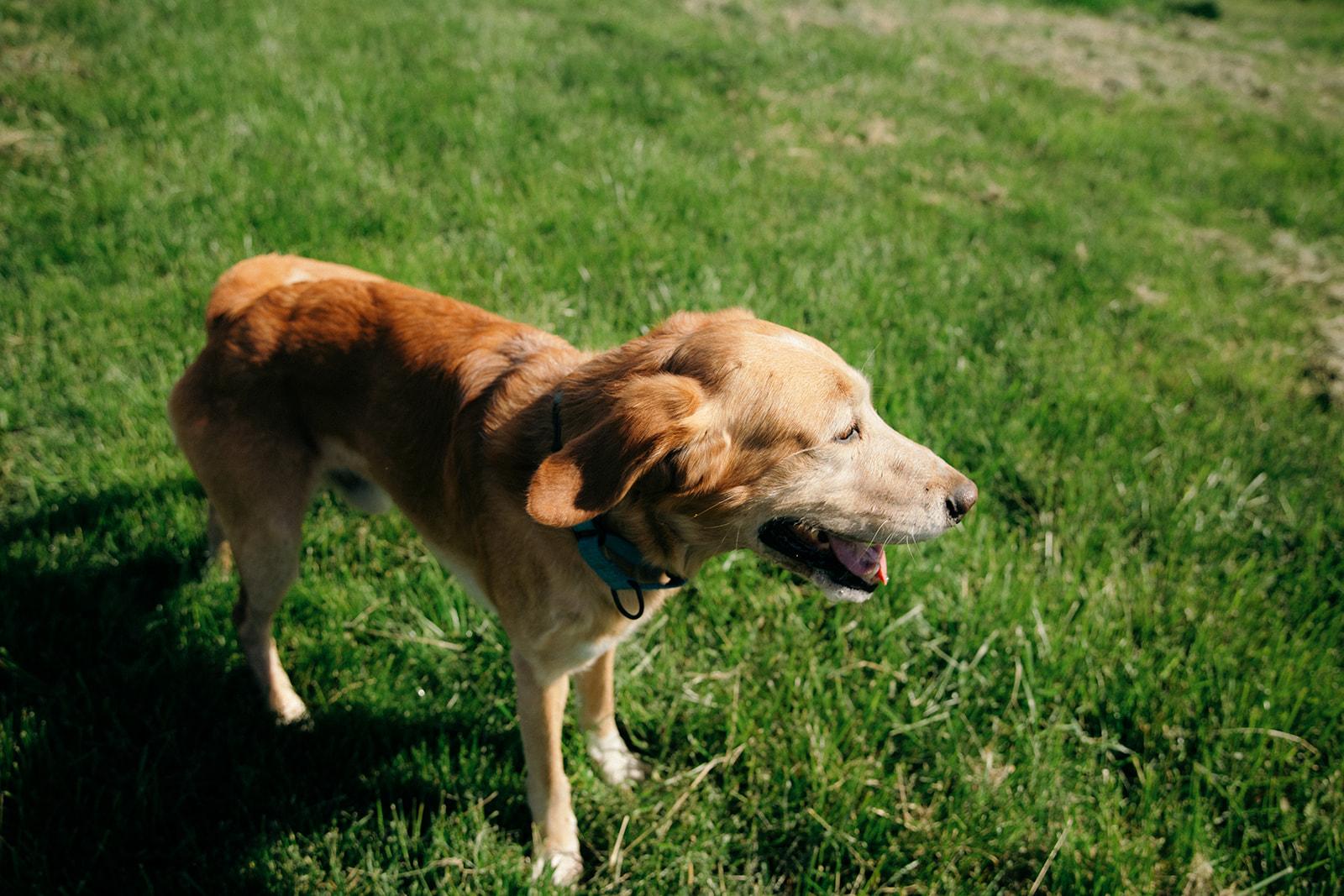 Lebowski, a ADOPTABLE mixed breed in Plummer, ID image 2/5