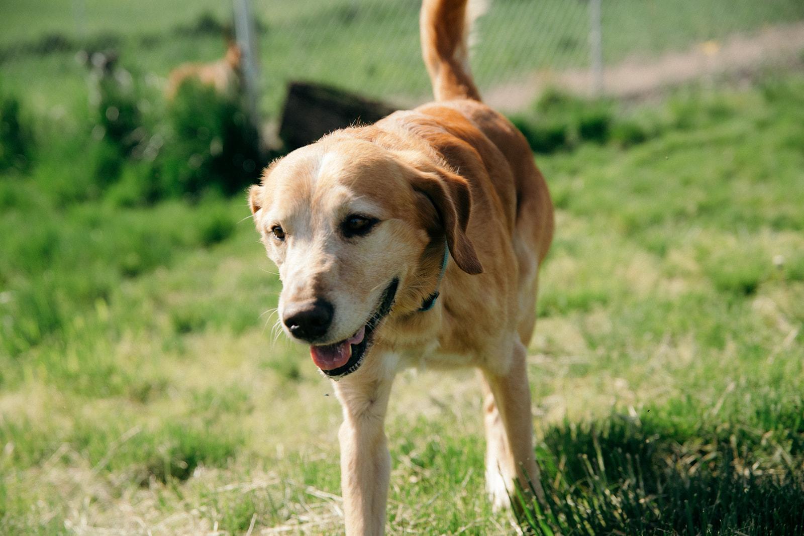 Lebowski, a ADOPTABLE mixed breed in Plummer, ID image 3/5